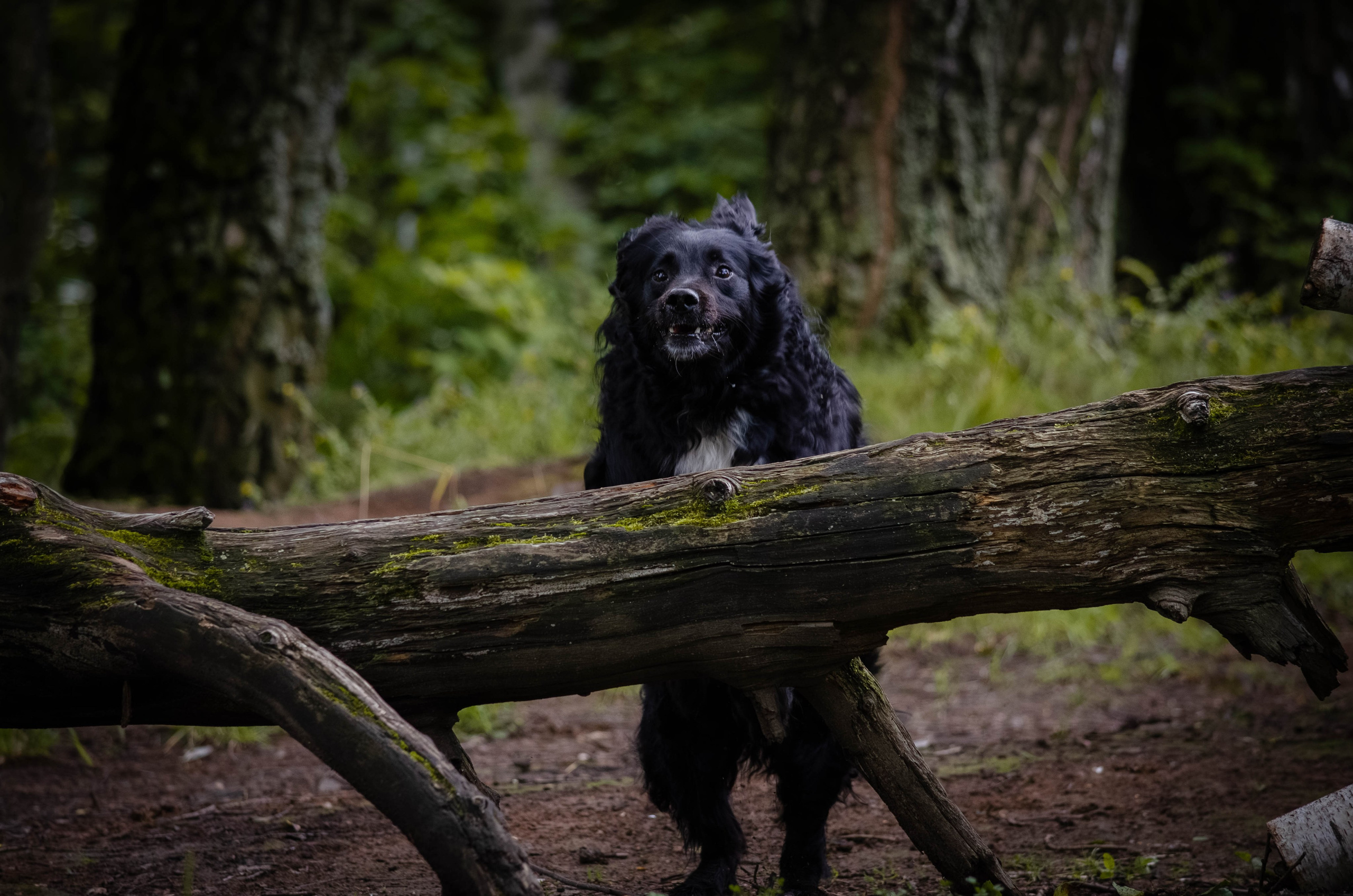 Том и Тося. Фотограф Светлана Блинова, Москва и Московская область