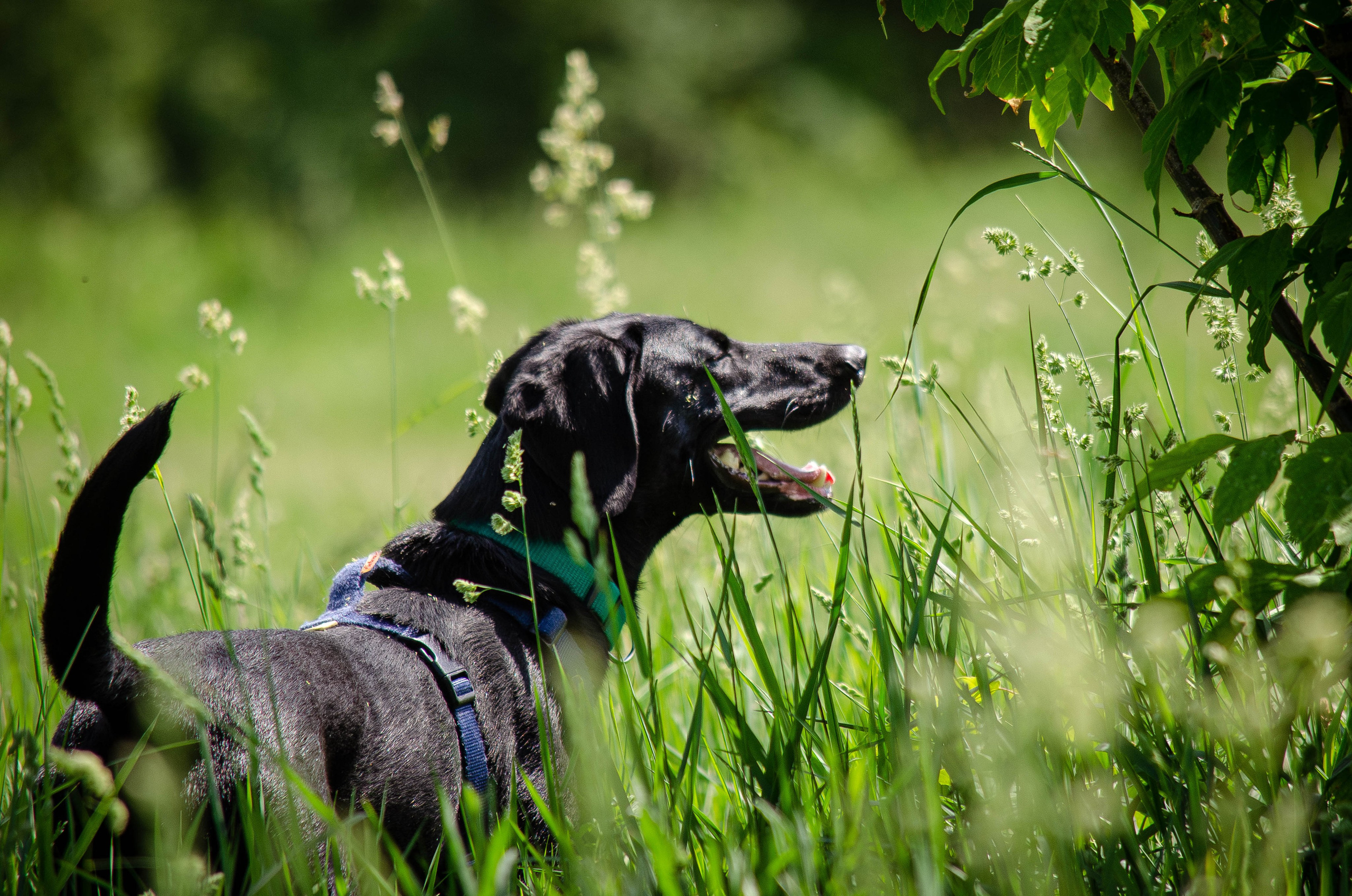 Мира и Барон. Фотограф Светлана Блинова, Москва и Московская область