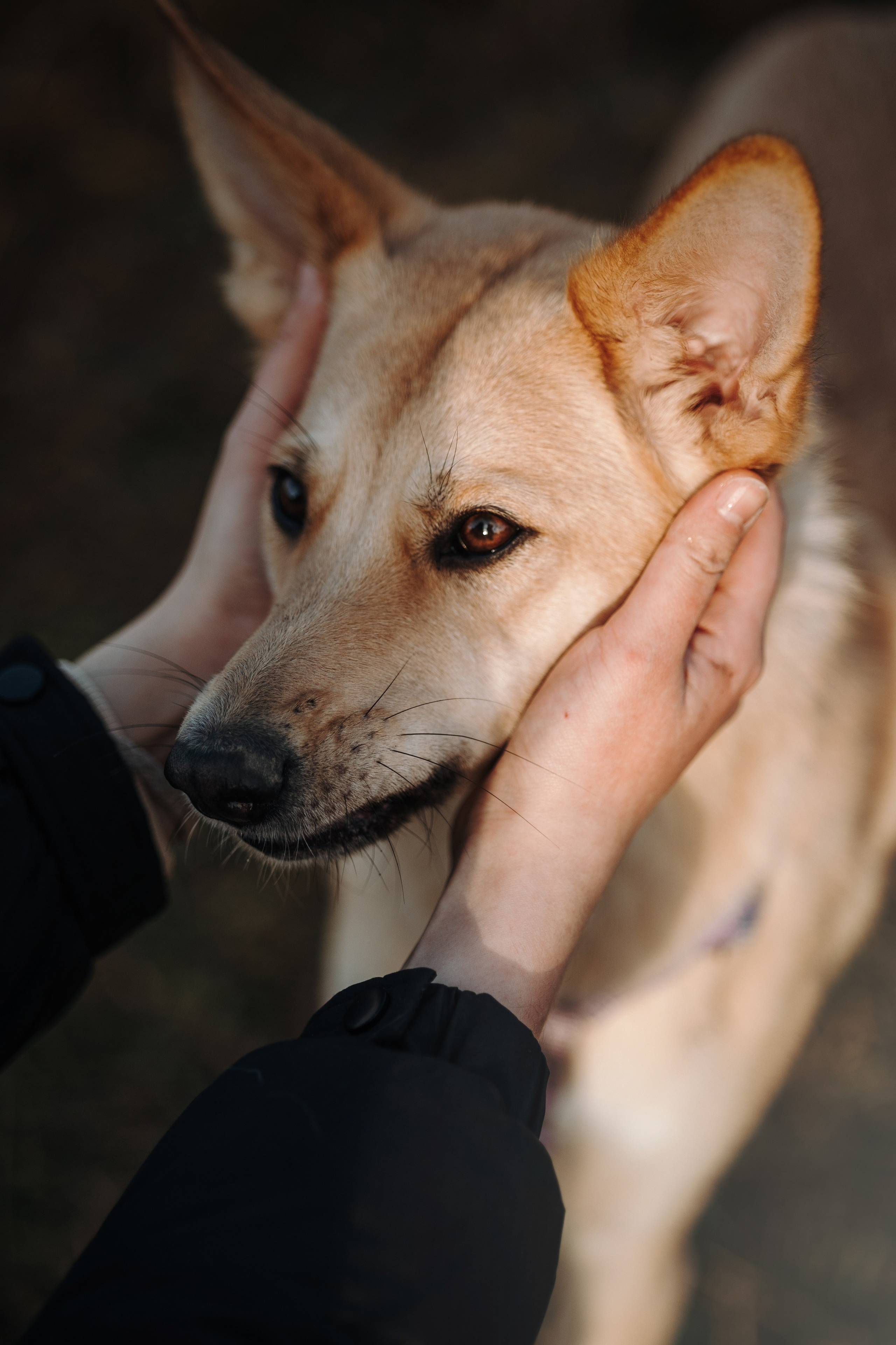 Юля и Джесси. Фотограф — Анималист | Санкт-Петербург