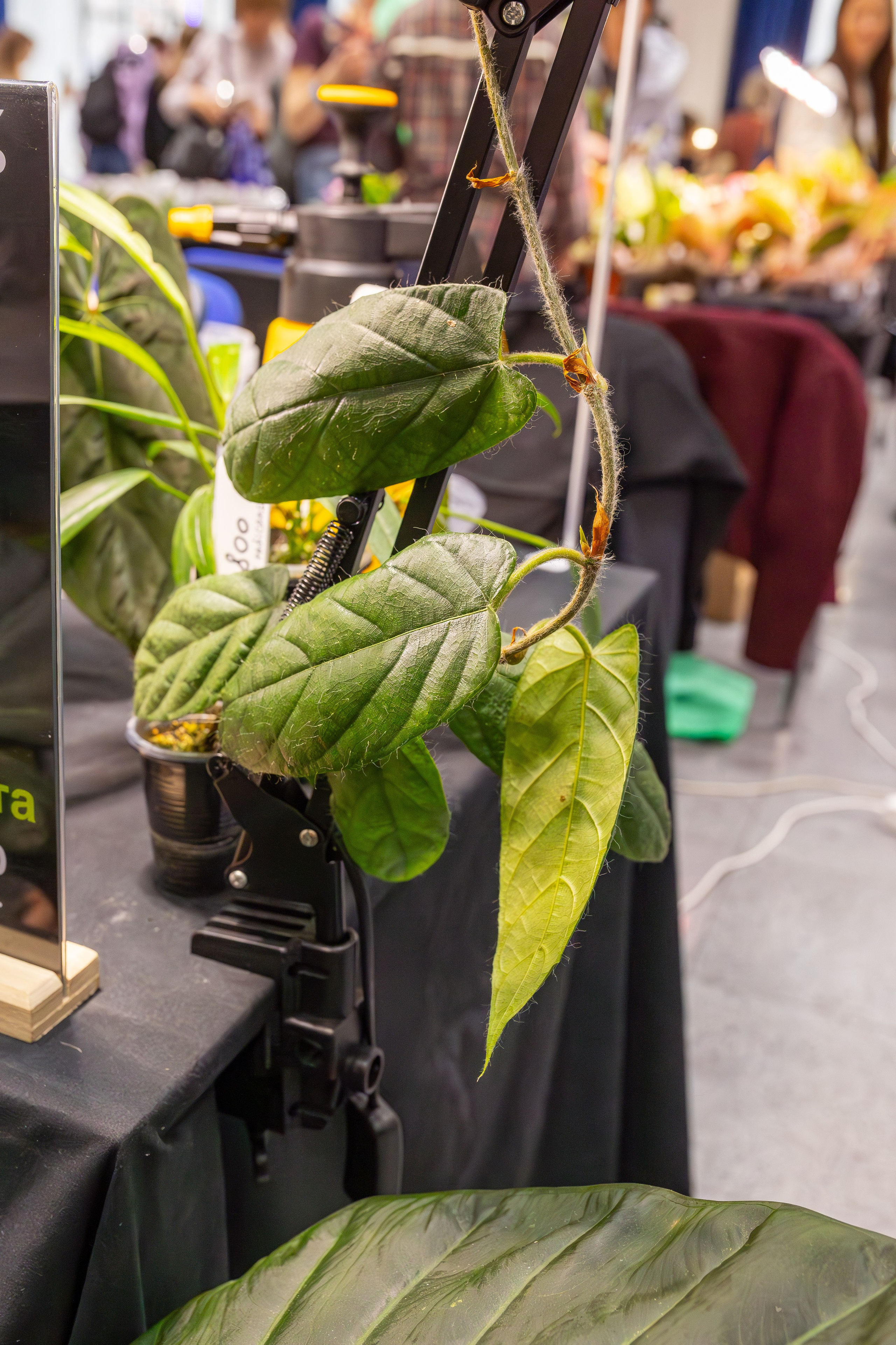 Монстериум 11–12 октября. Александра Куликова фотограф, Москва