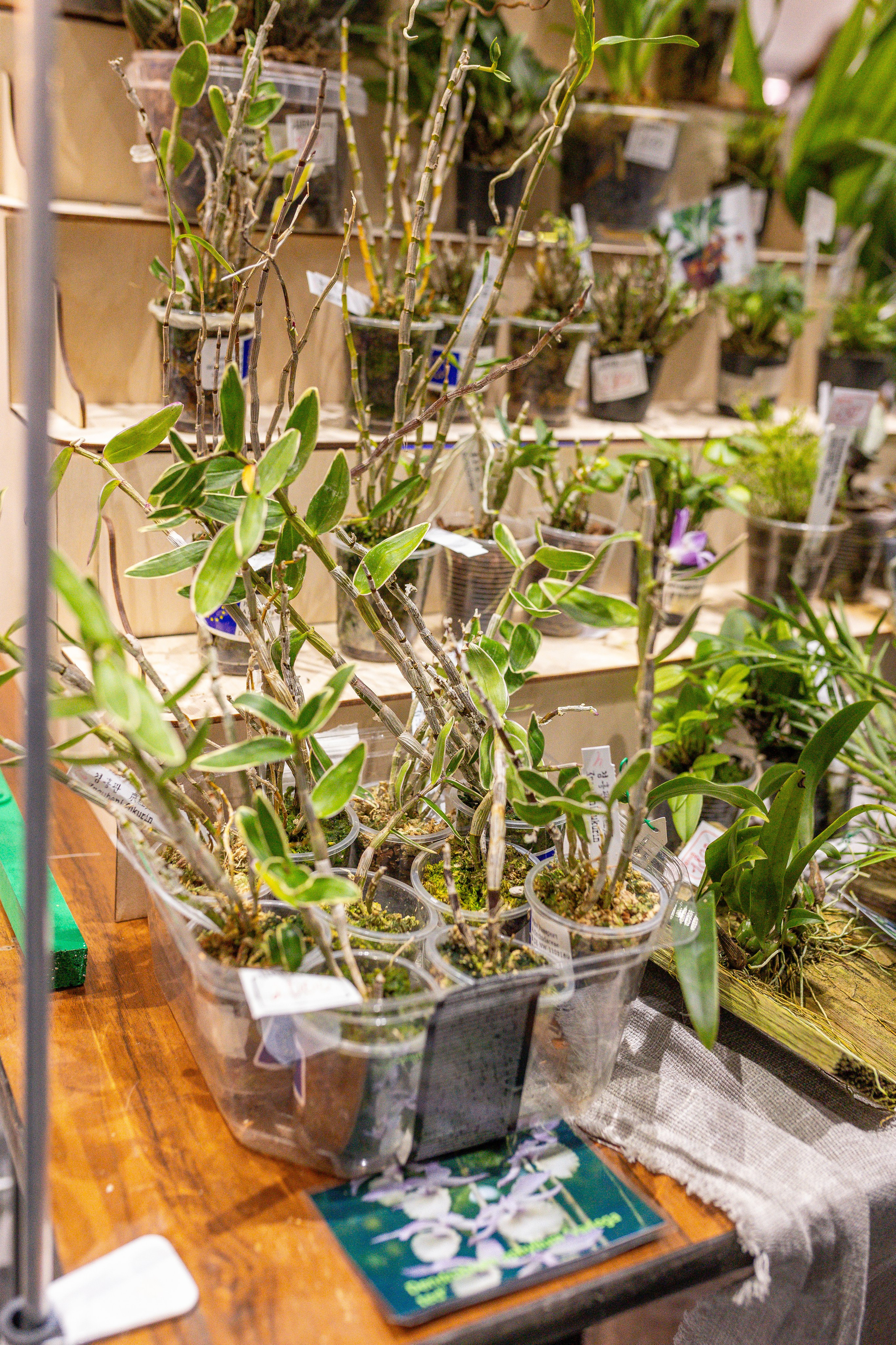 Орхидиум 12.2025. Александра Куликова фотограф, Москва