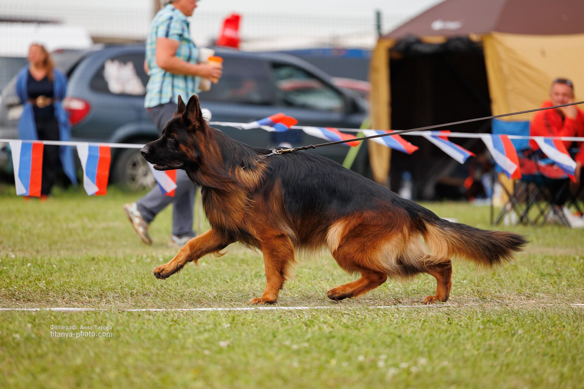 Немецкие овчарки: фото из рингов и вне ринга, мутпроба (фотографии с выставок). Фотограф собак, фотограф-анималист Аня Титова (Titanya). Москва