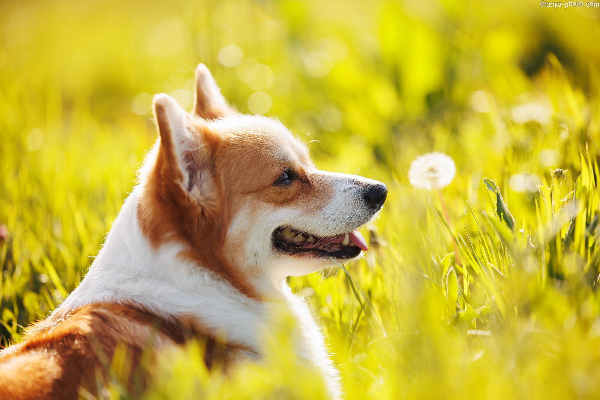 Корги Тесла. Фотограф собак, фотограф-анималист Аня Титова (Titanya). Москва