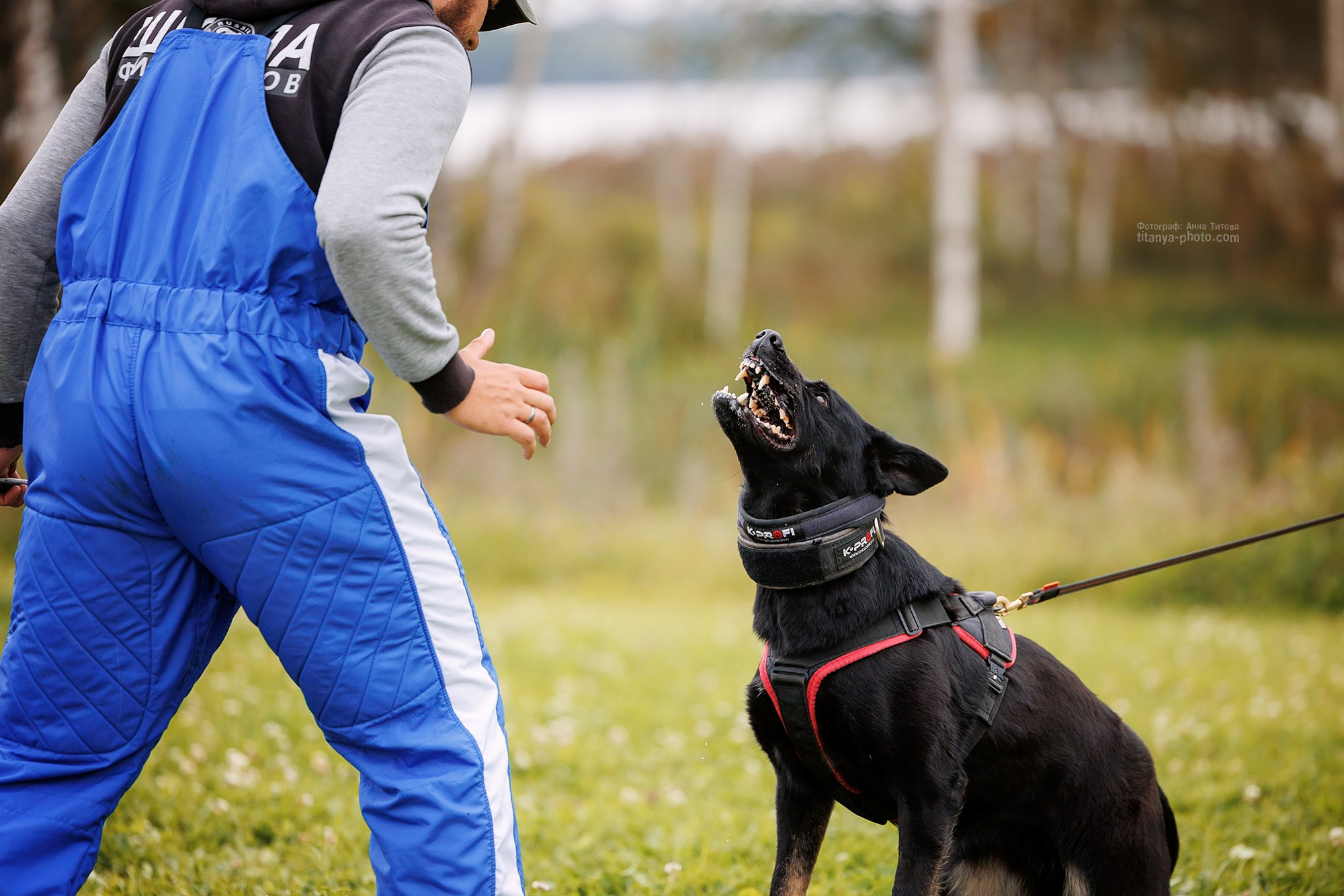 Тренировка по защите в питомнике немецких овчарок «Легенда Волги». Фотограф собак, фотограф-анималист Аня Титова (Titanya). Москва