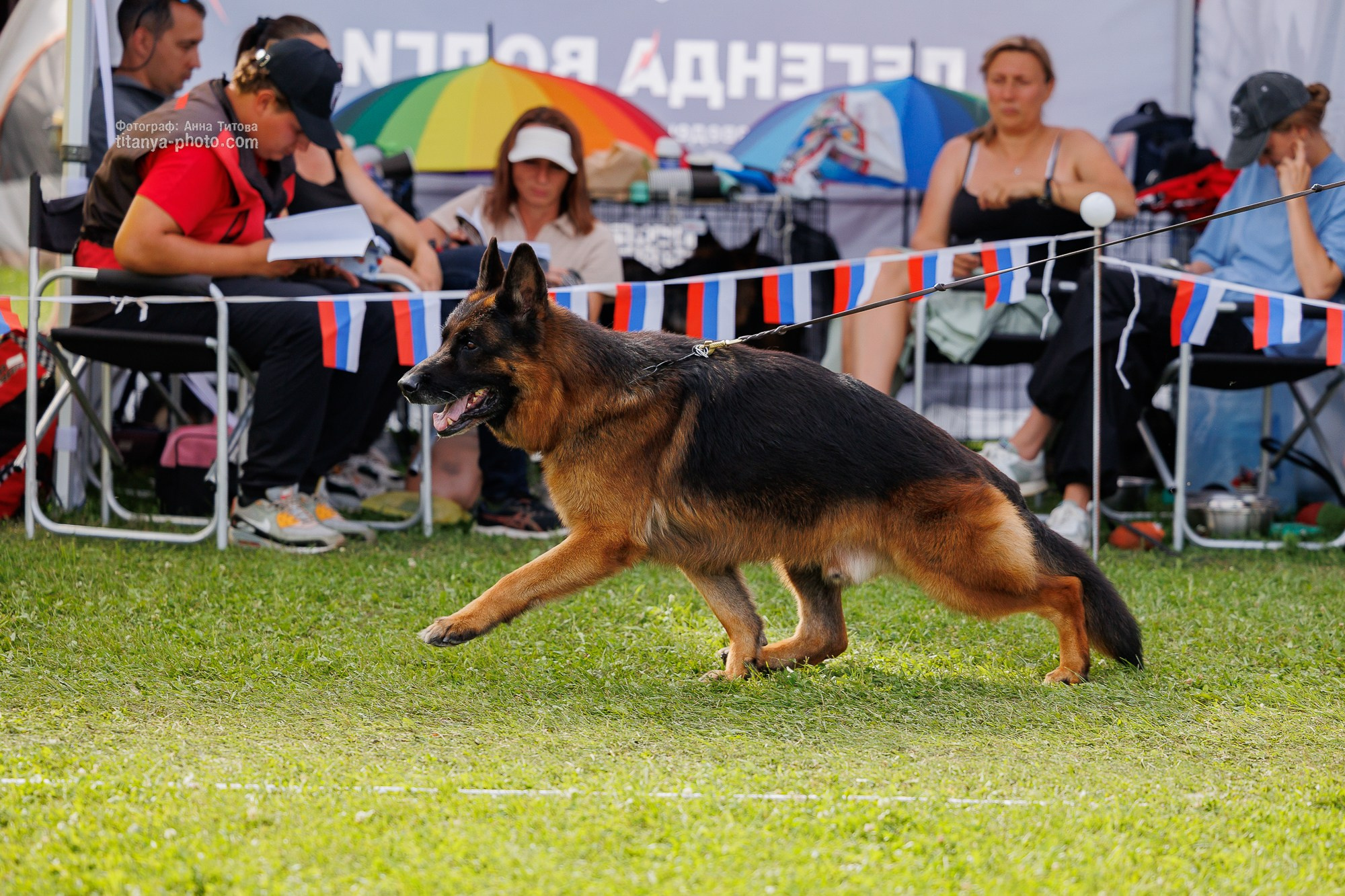 Немецкие овчарки: фото из рингов и вне ринга, мутпроба (фотографии с выставок). Фотограф собак, фотограф-анималист Аня Титова (Titanya). Москва