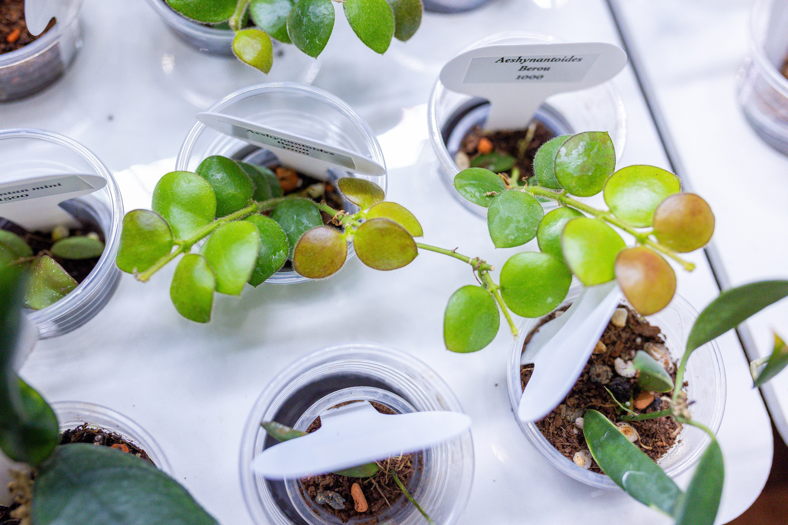 Орхидиум 12.2025. Александра Куликова фотограф, Москва