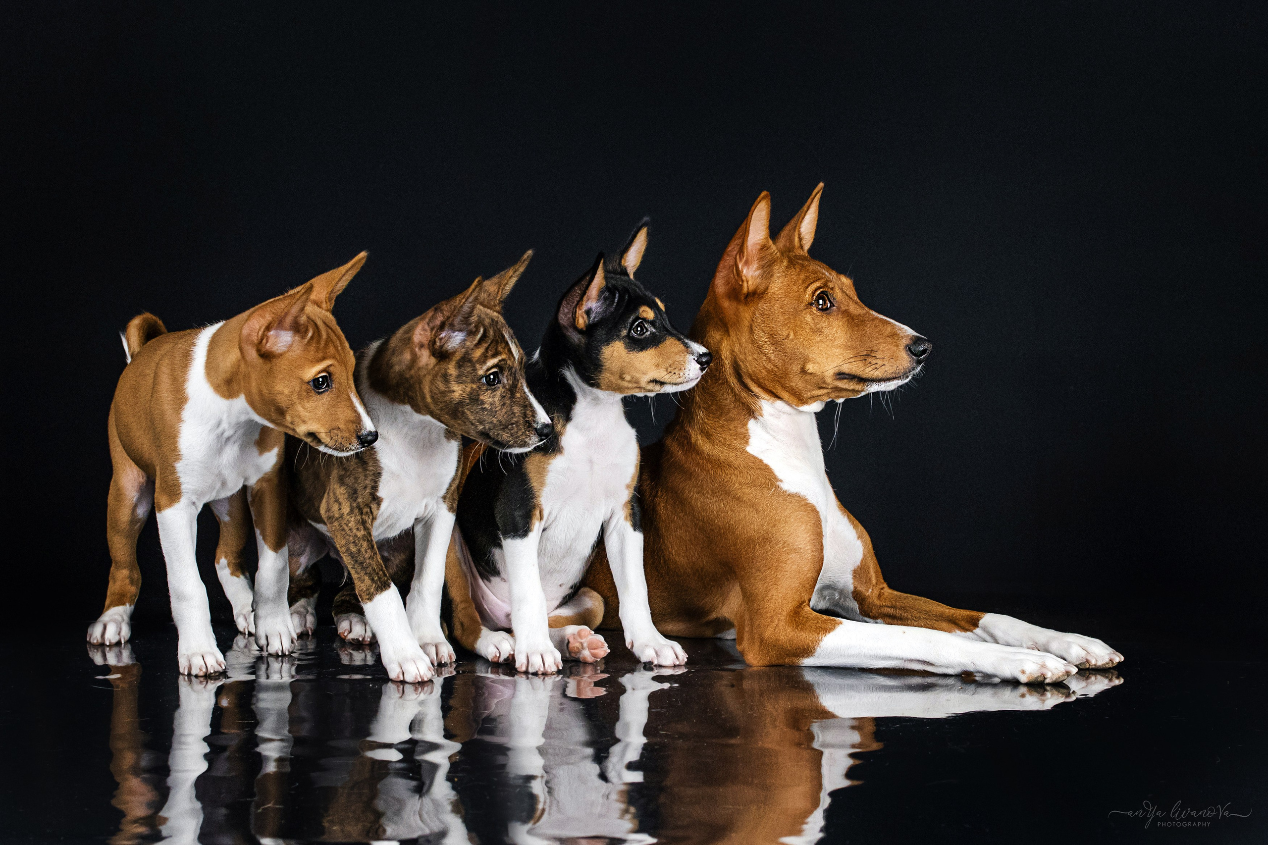 Басенджи. Фотограф анималист Аня Ливанова | Рыбинск