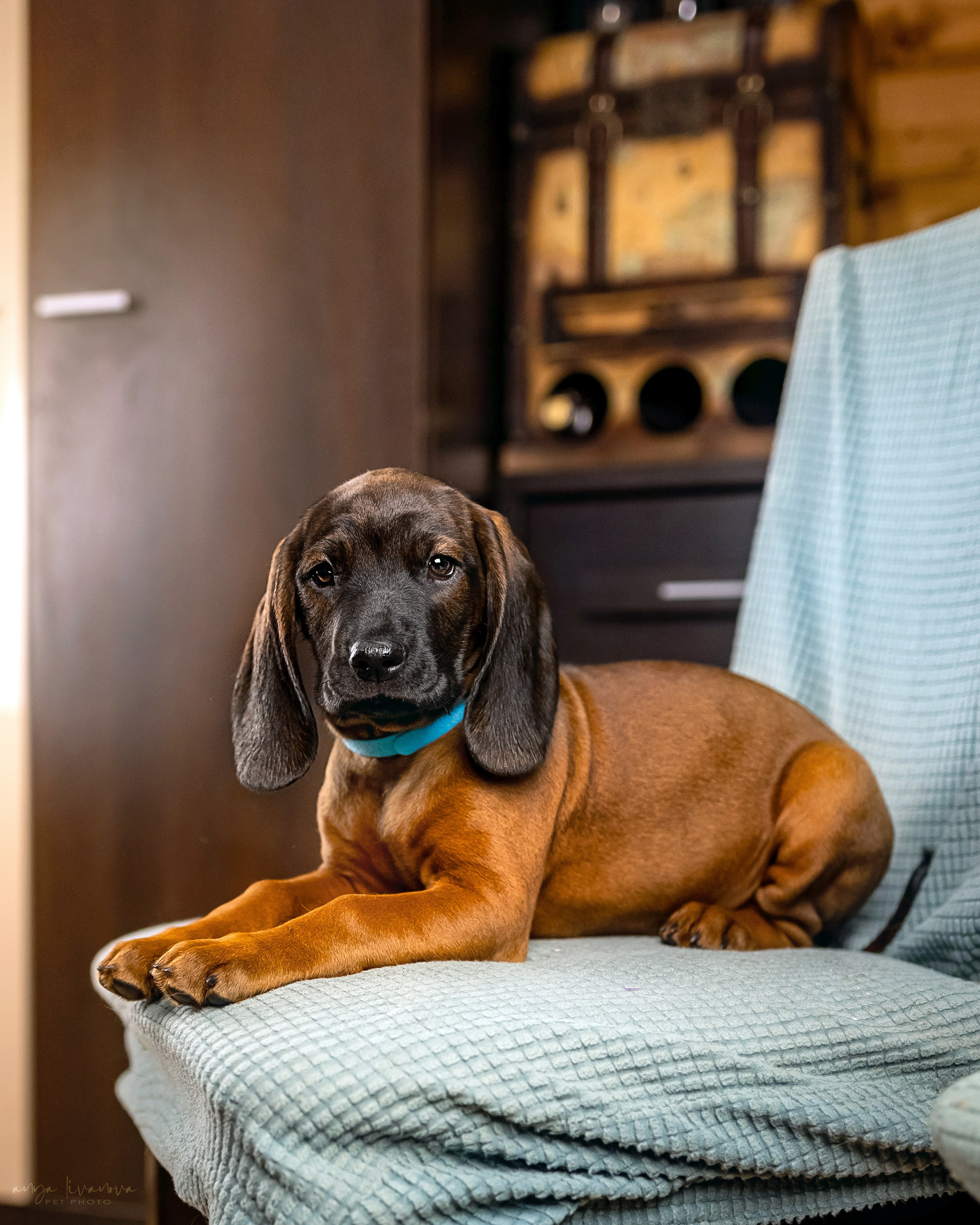 Баварцы. Фотограф анималист Аня Ливанова | Рыбинск