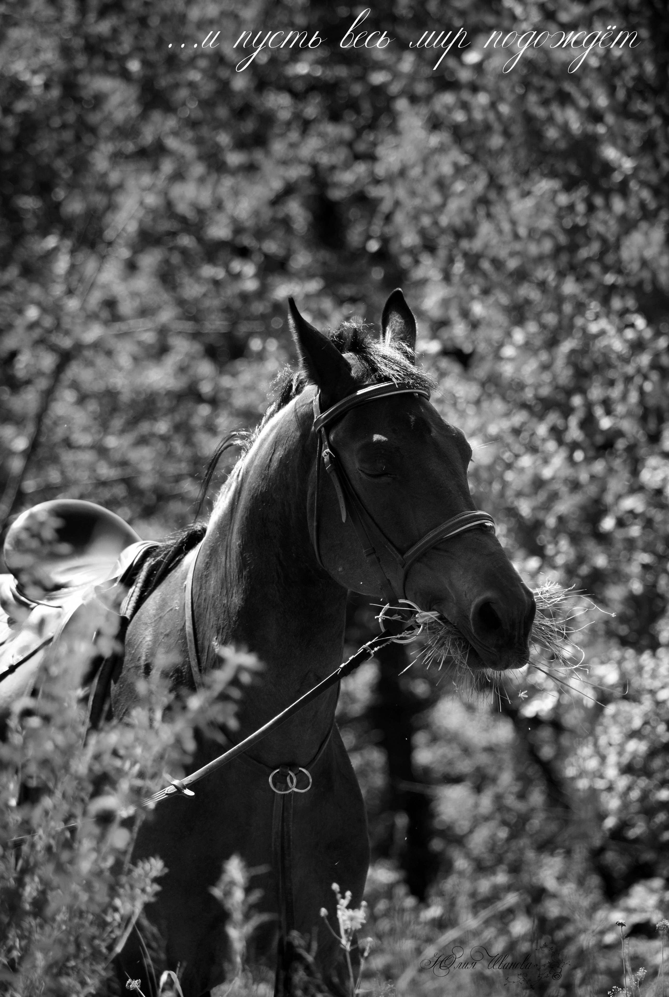 Лошади. Конный фотограф в Саратове Юлия Иванова