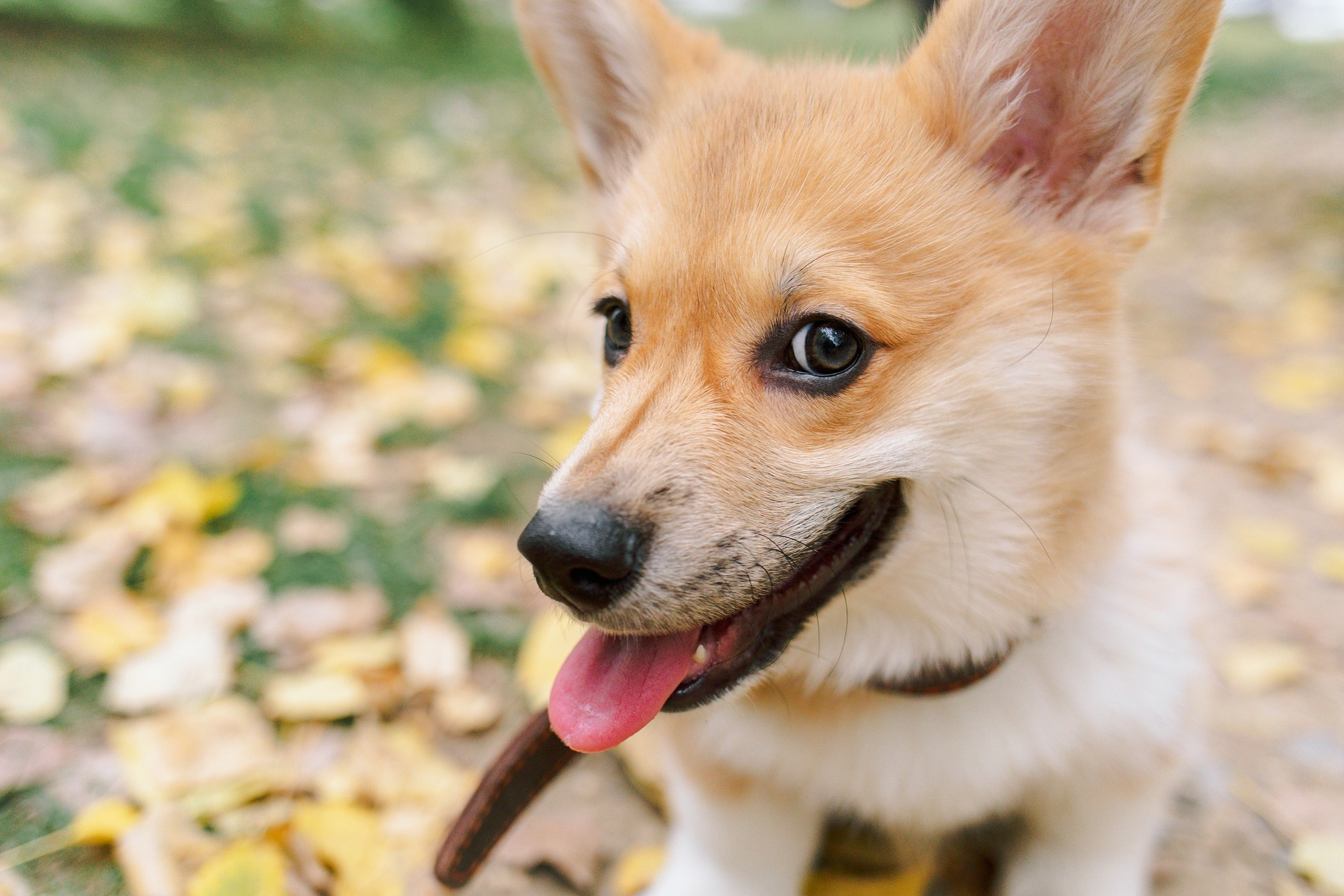 Стич. Семейный, репортажный, свадебный фотограф в Краснодаре Артур Александрин
