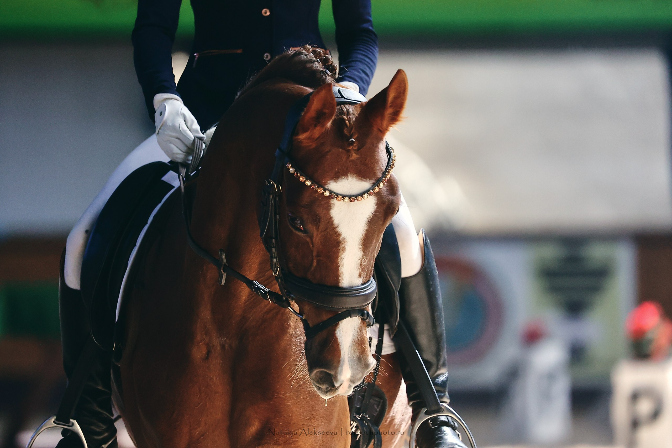 Этап Кубка Евразии по выездке, Минск | 04'2023. Репортажный фотограф и ретушер в Москве Наталья Алексеева
