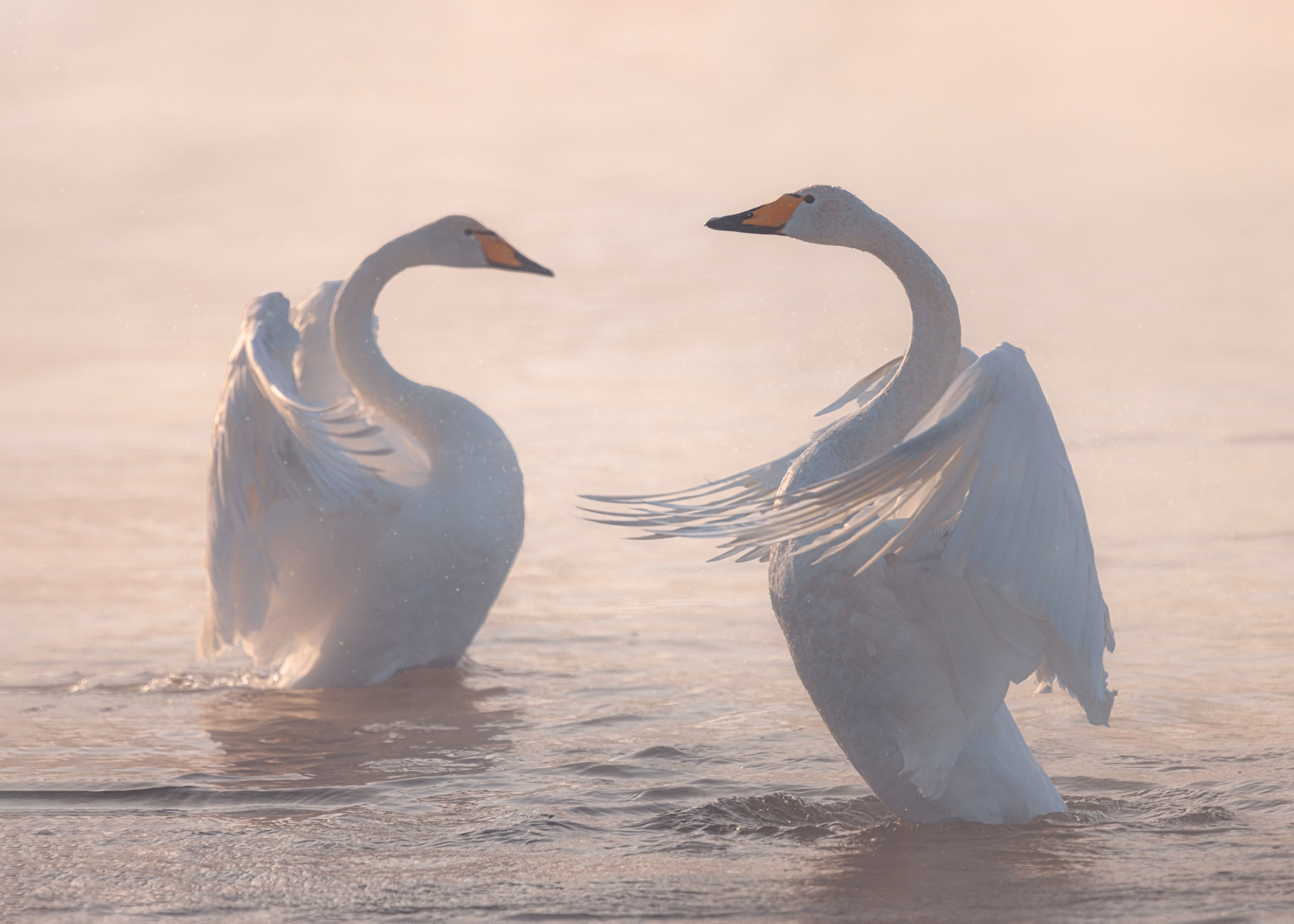 Дикая природа • Wildlife. Елена Ивановой • Профессиональный фотограф