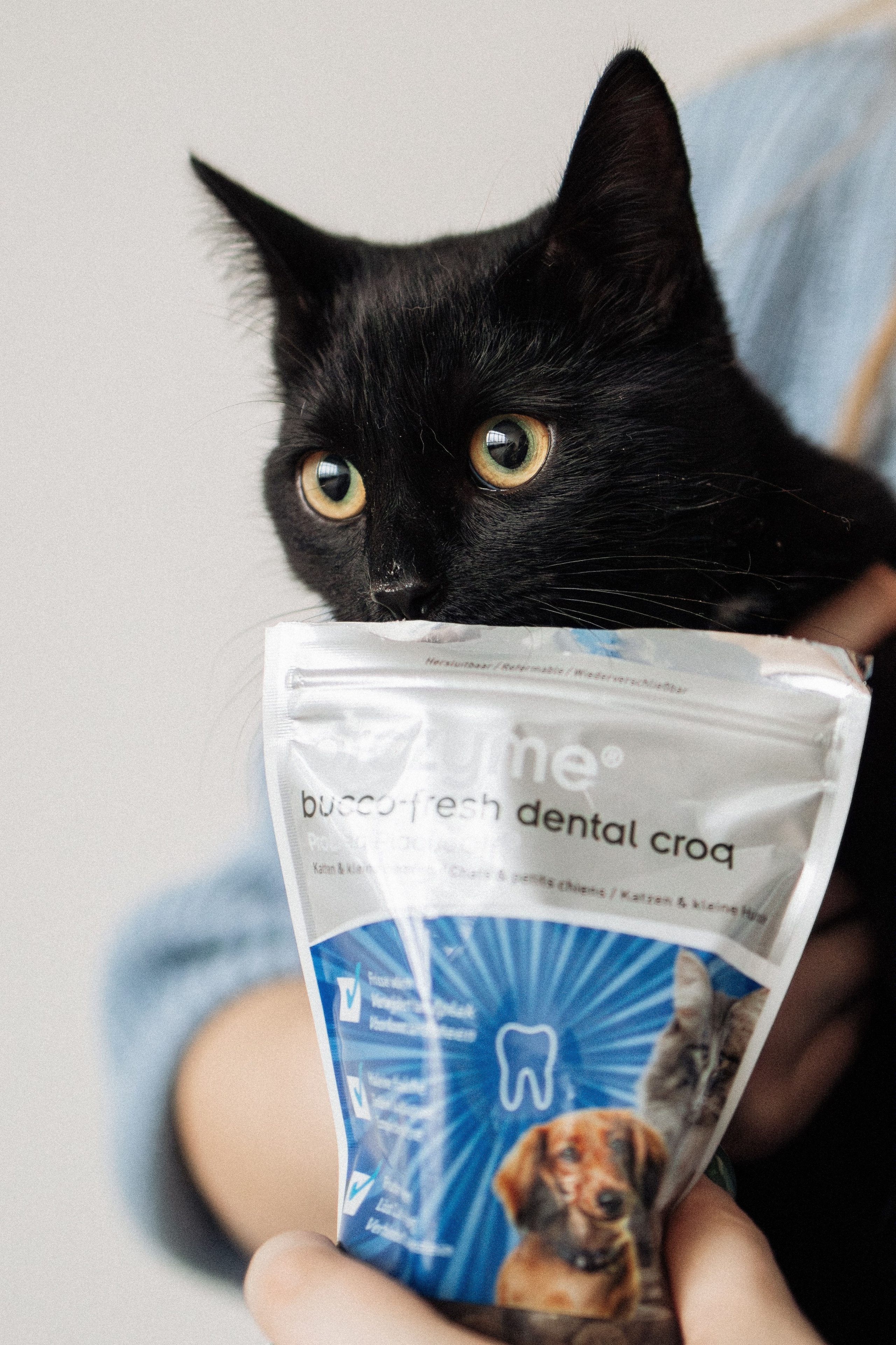 Orozyme&Emmiepet. Фотораф — анималист Мария Шистка