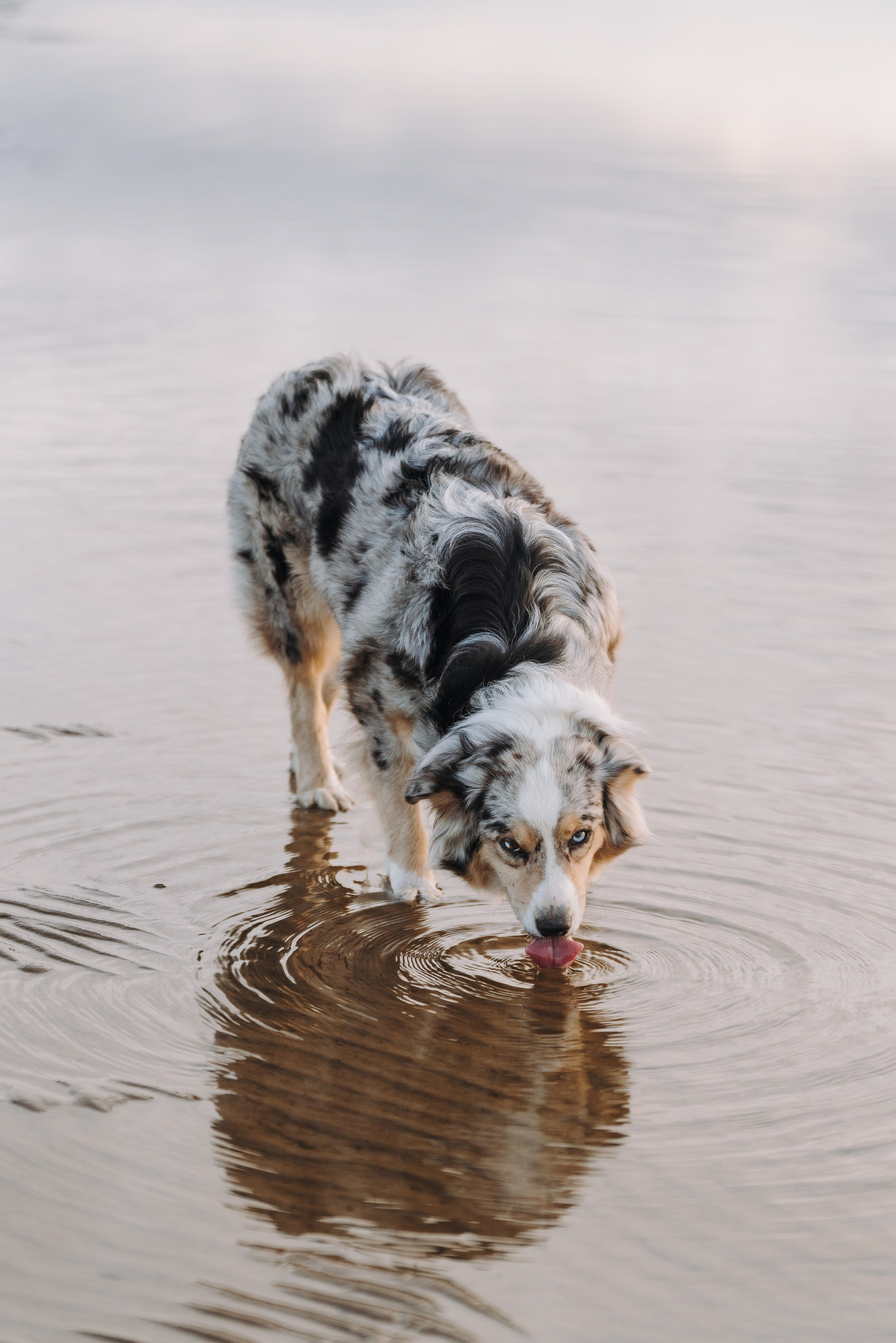 Фотограф анималист в Спб. Фотограф анималист в Спб недорого Олеся Майорова