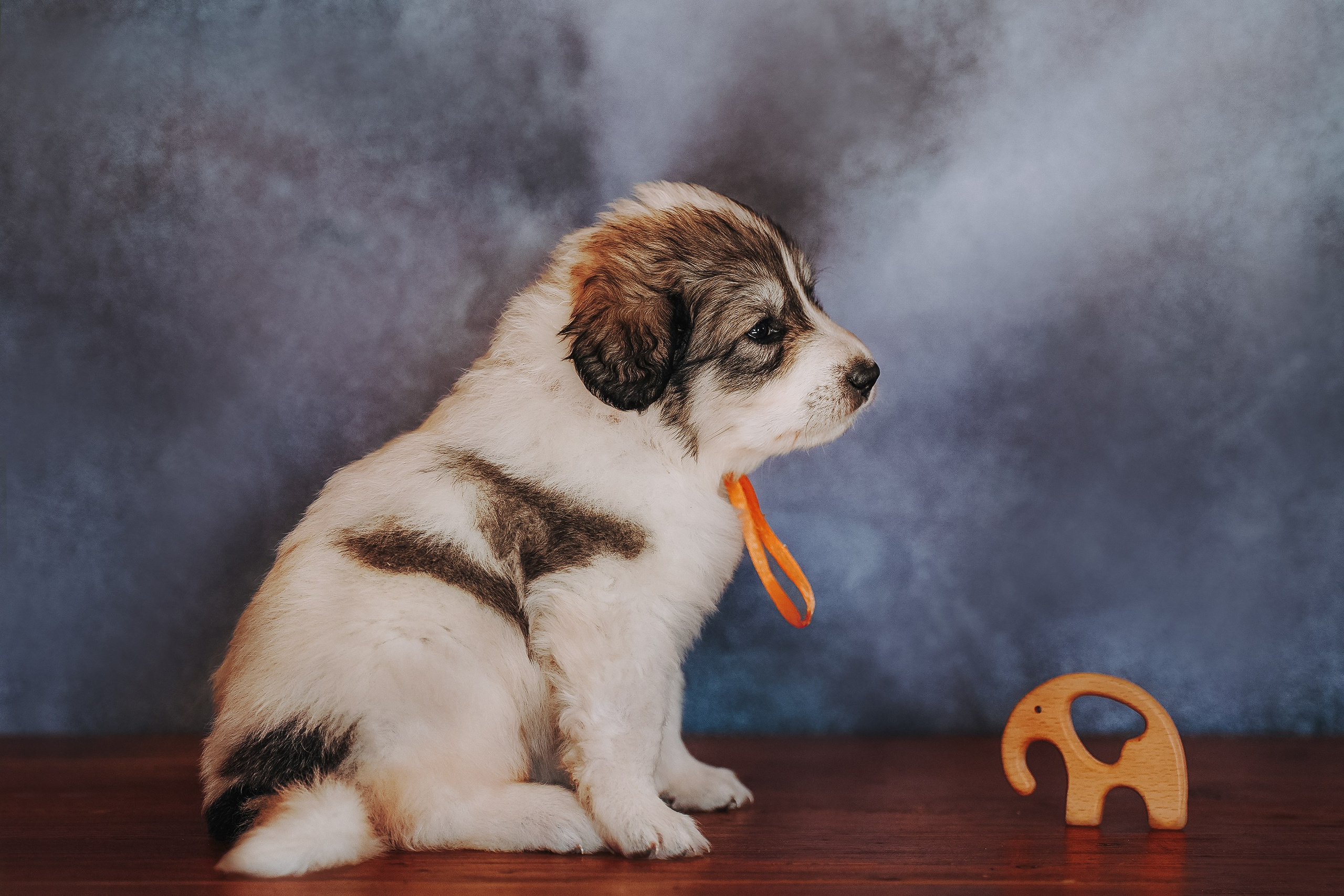 Пиренейские горные. Фотограф анималист в Спб недорого Олеся Майорова