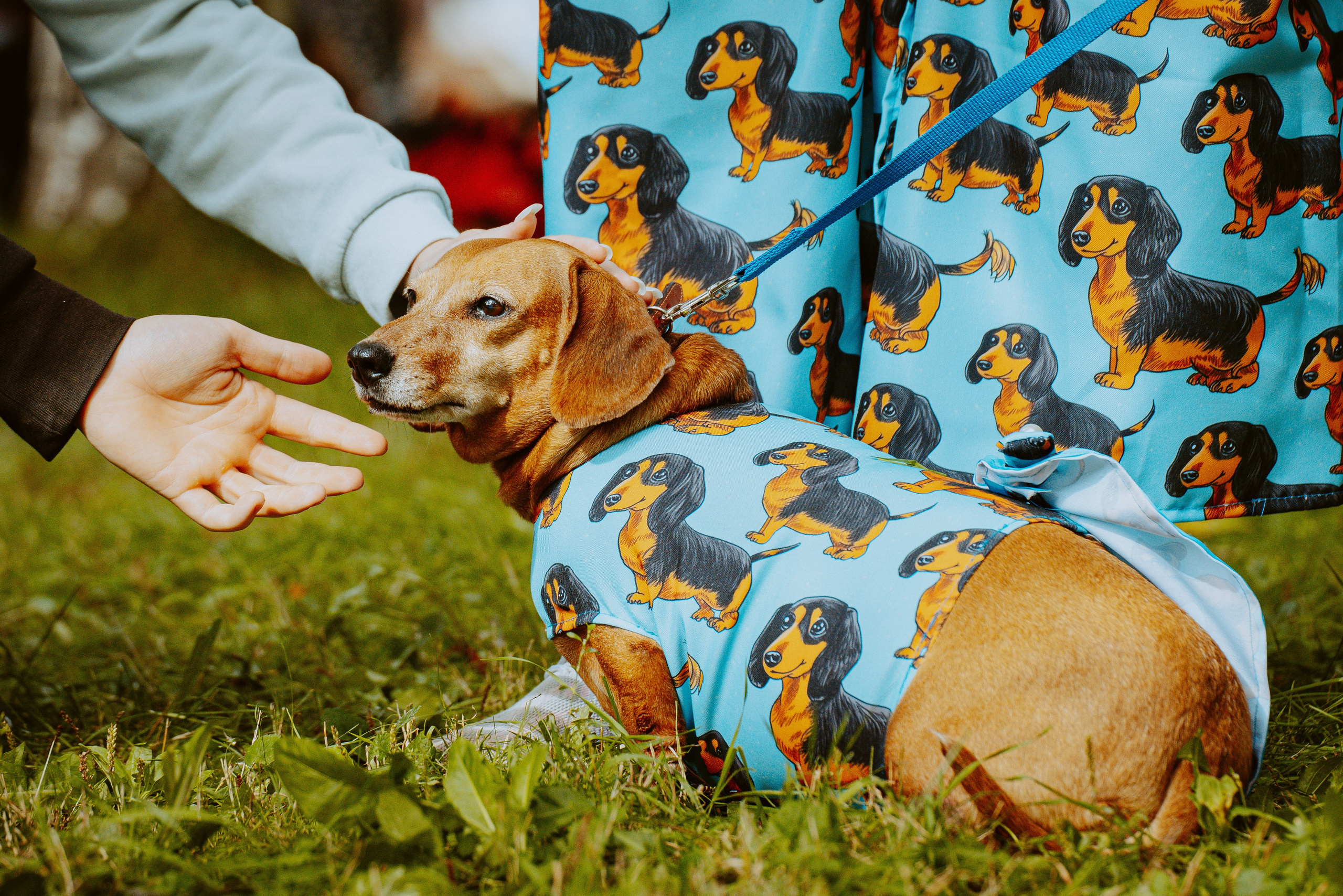 Такспарад. Фотограф анималист в Спб недорого Олеся Майорова