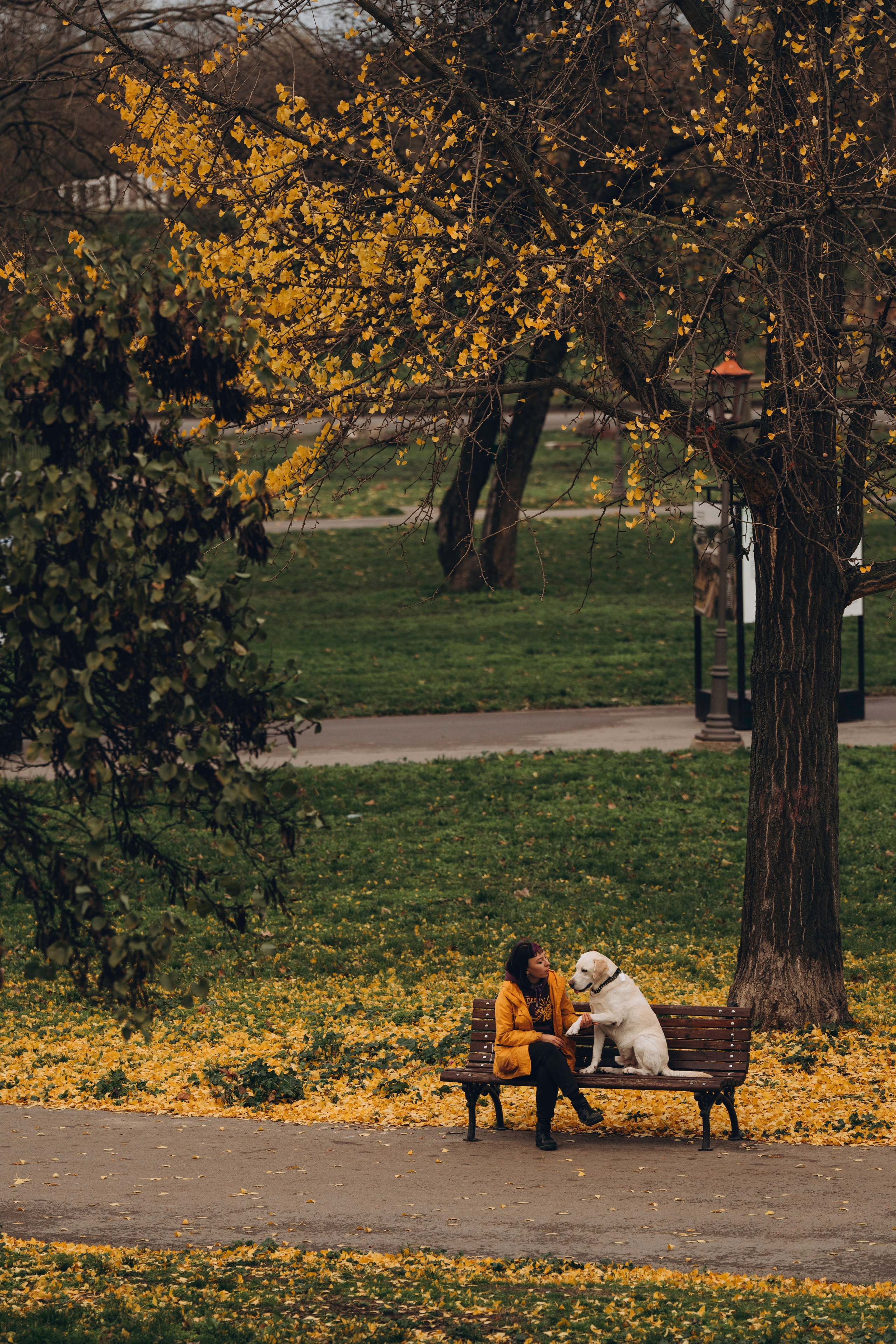 Вати, Лена и Леван. Фотограф анималист в Спб недорого Олеся Майорова