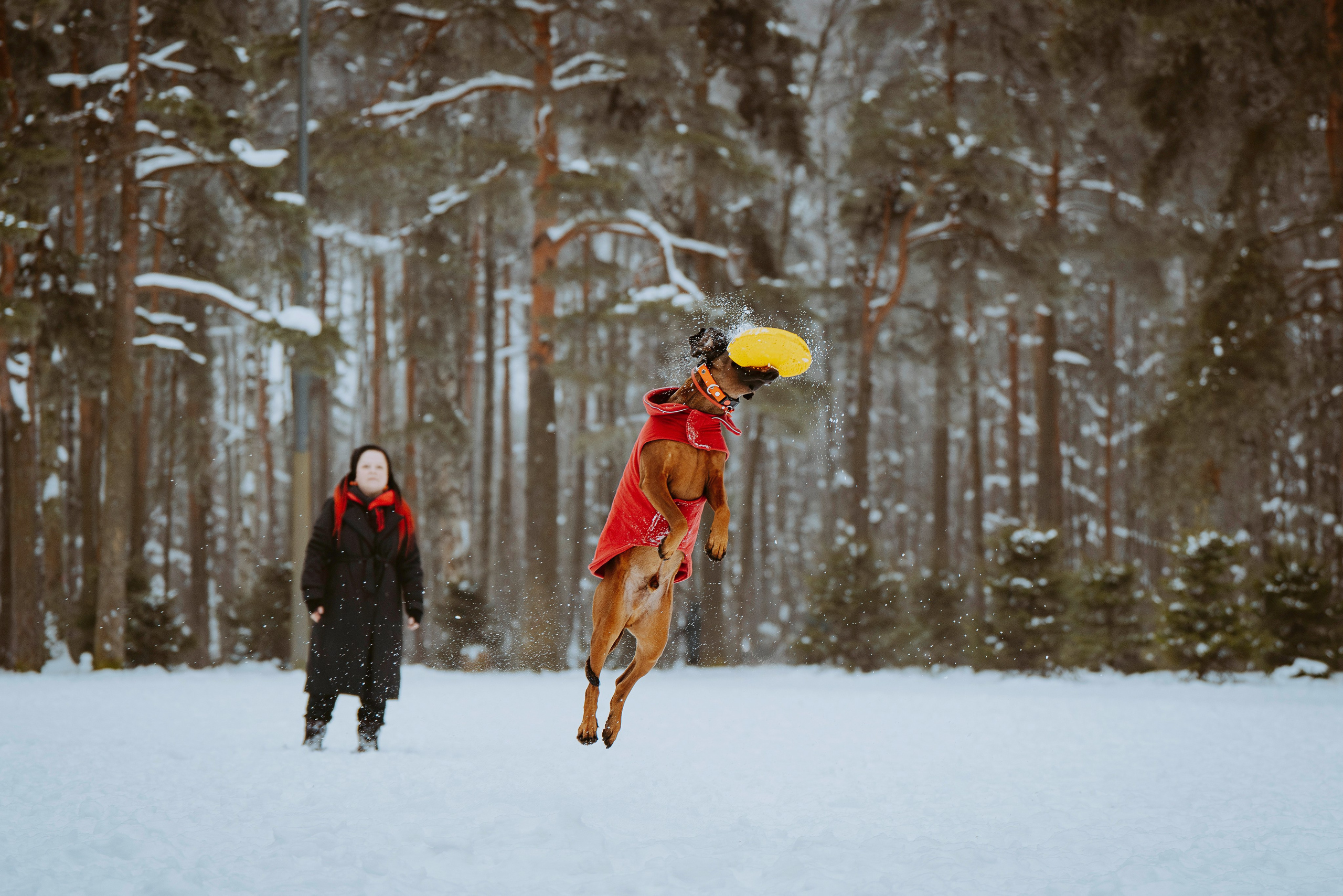 Ольга, Рора и Румпель. Фотограф анималист в Спб недорого Олеся Майорова