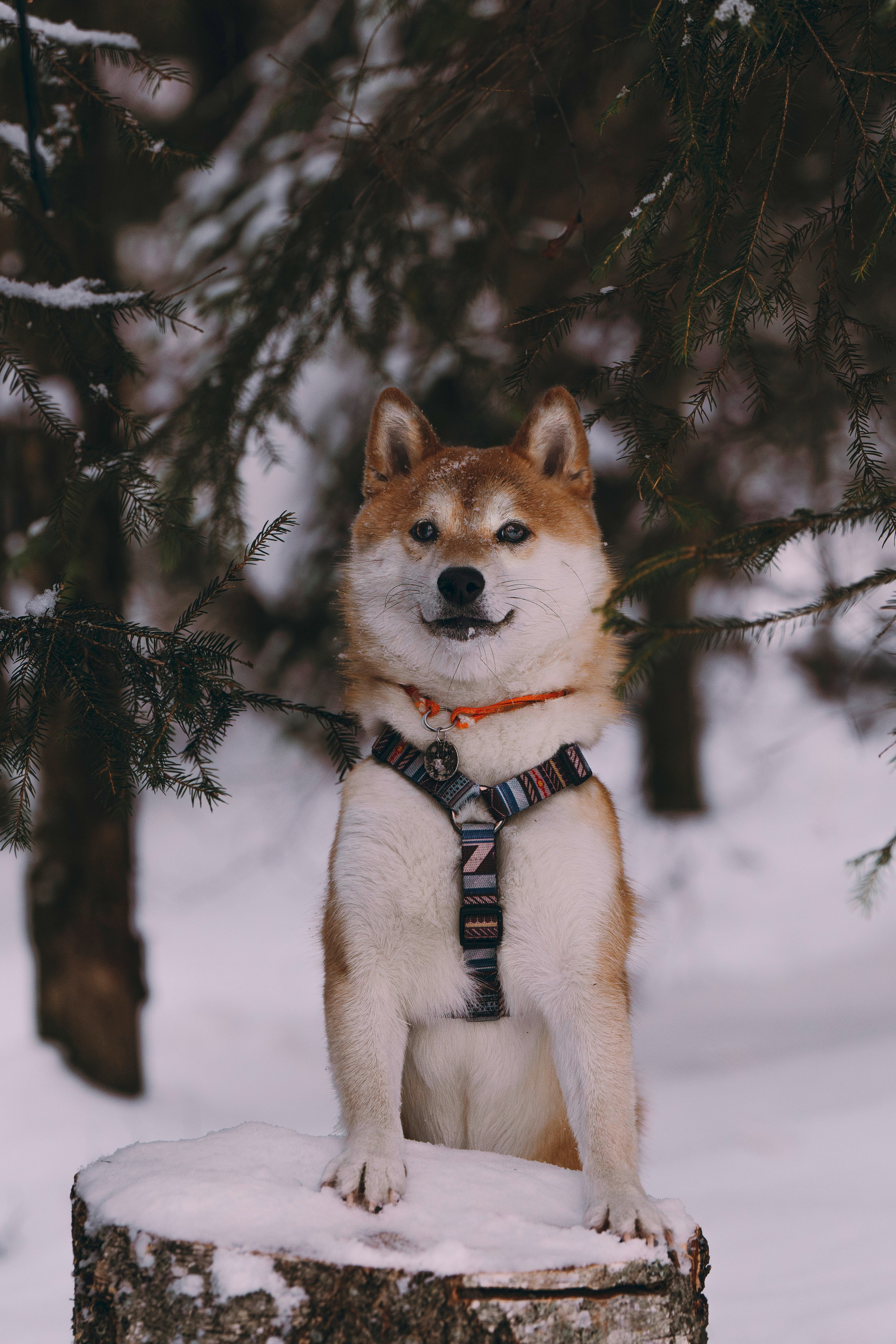Каори, Анна и Антон. Фотограф анималист в Спб недорого Олеся Майорова