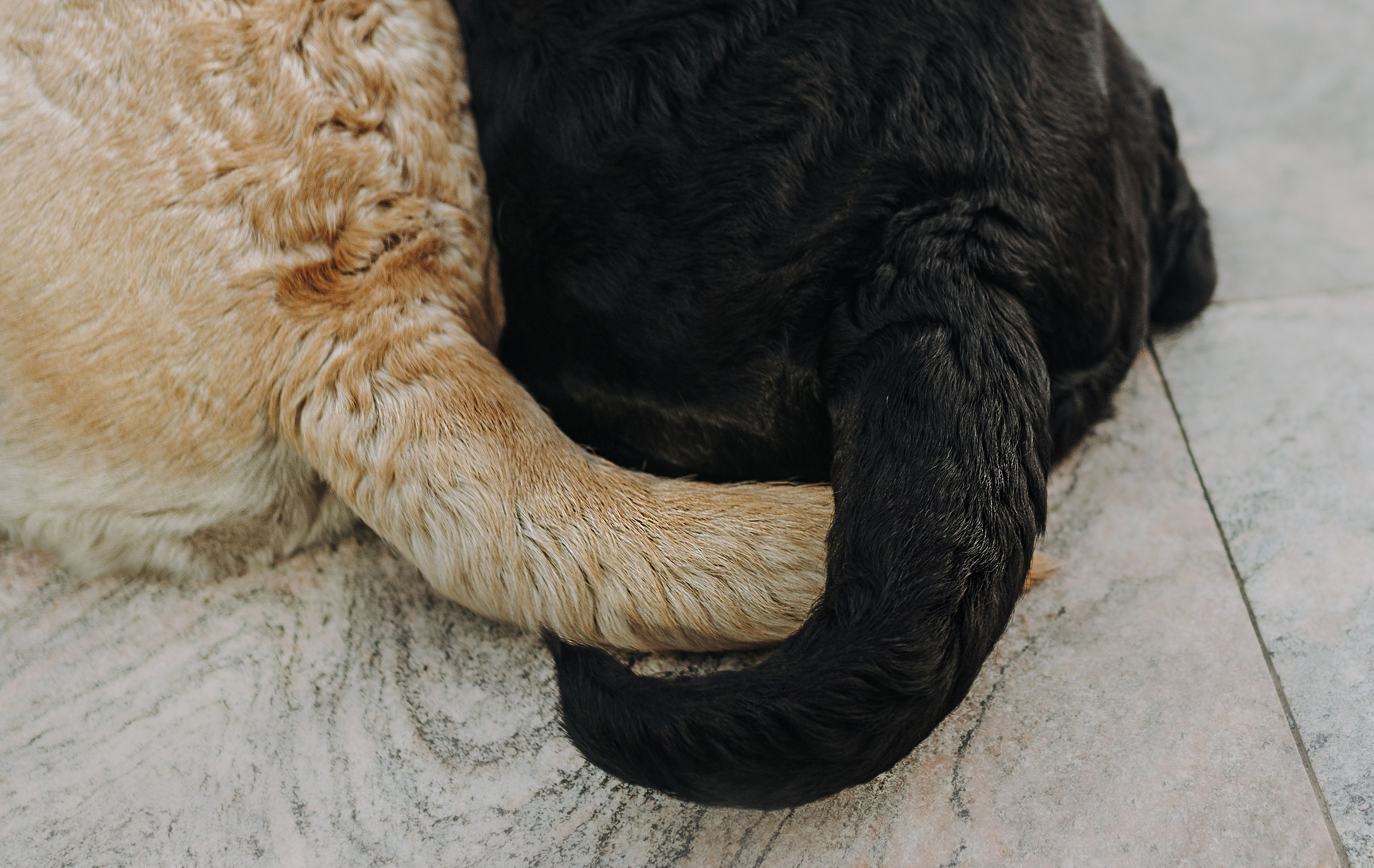 Лабрадоры питомника IRISLAV. Фотограф анималист в Спб недорого Олеся Майорова