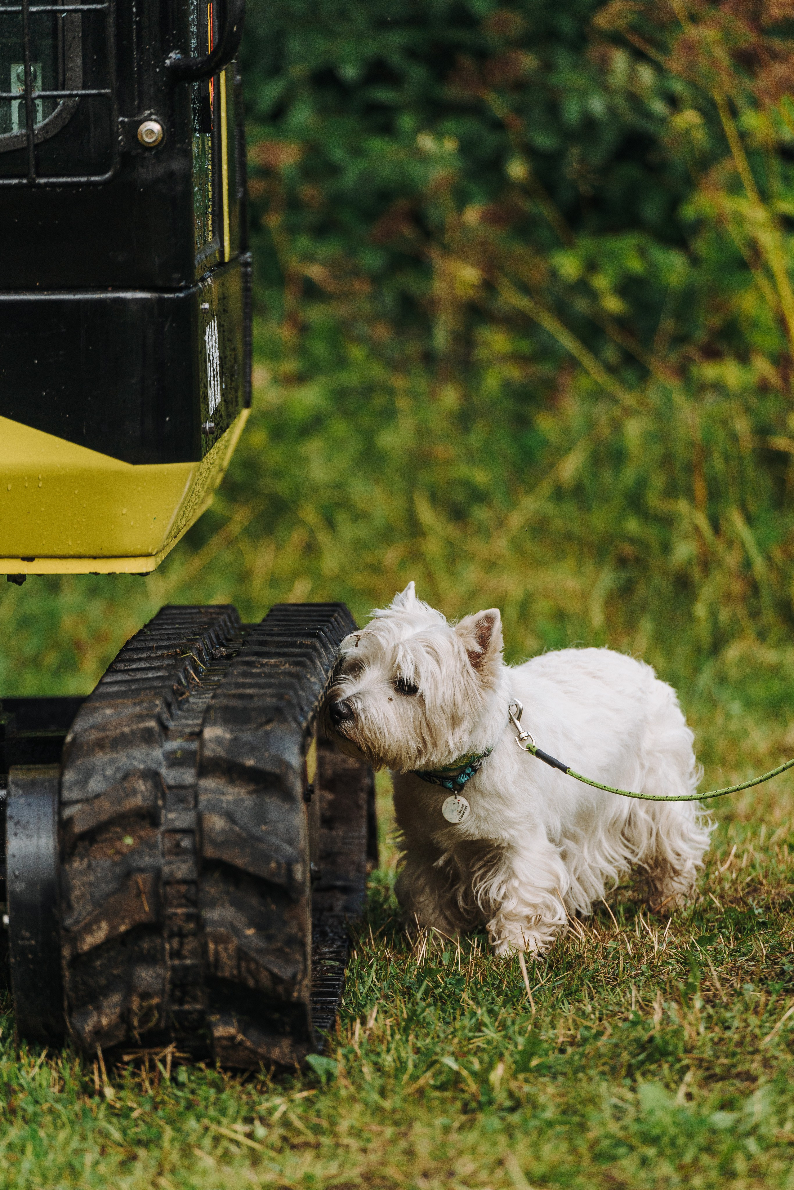 Соревнования по ноузворку в Новожилово. Фотограф анималист в Спб недорого Олеся Майорова
