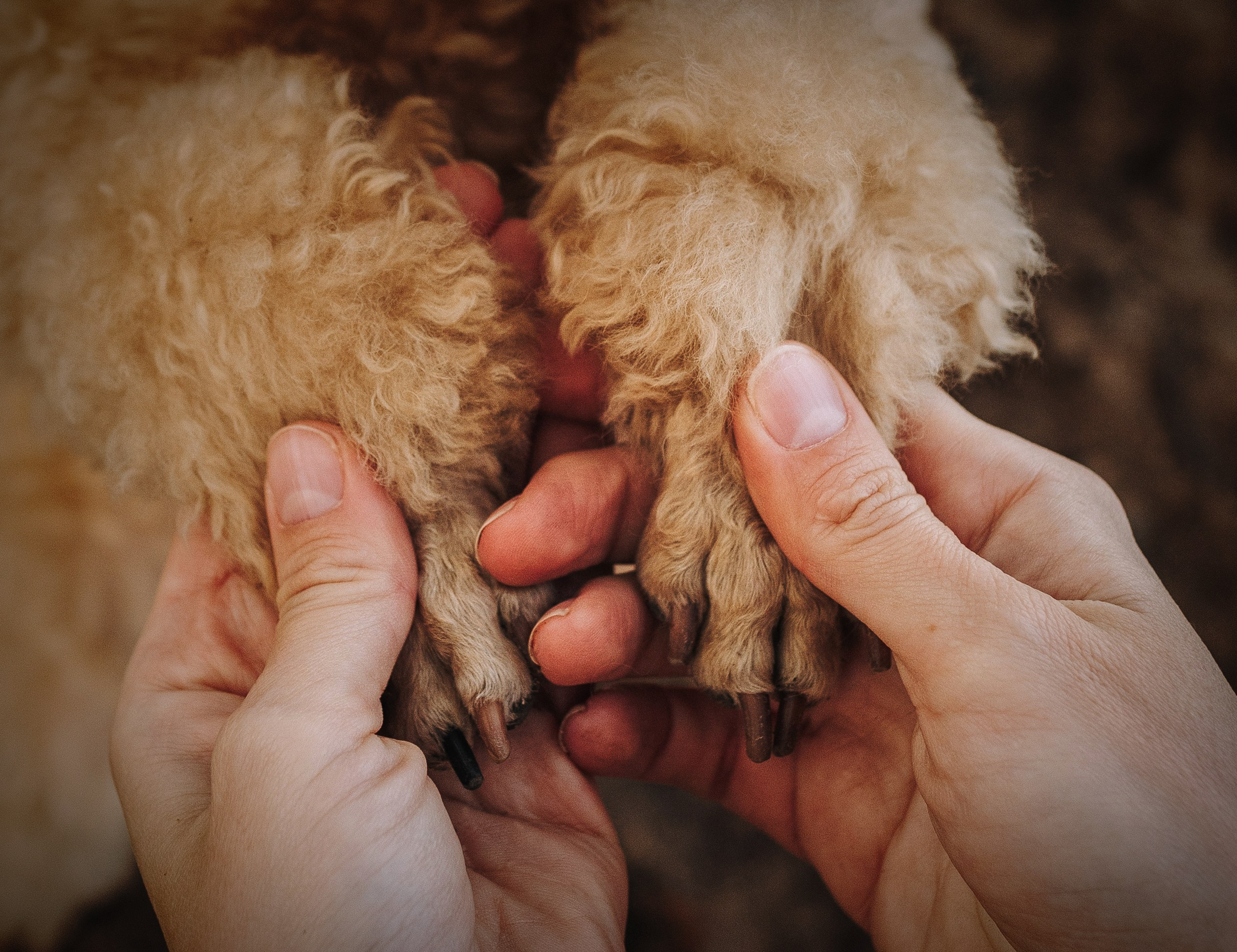 Фотосессия с собакой на пляже. Фотограф анималист в Спб недорого Олеся Майорова