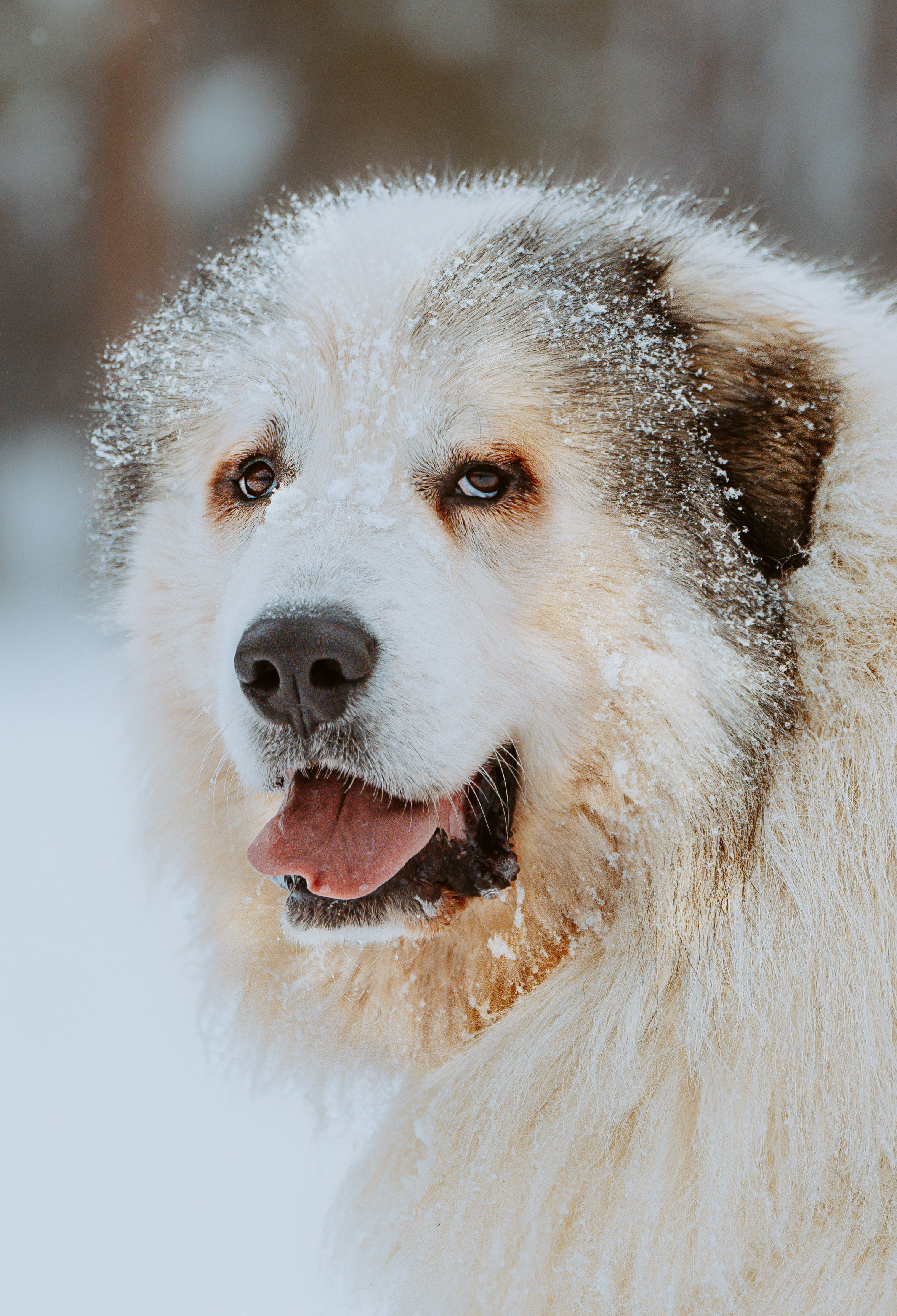 Фотограф питомцев в Санкт-Петербурге. Фотограф анималист в Спб недорого Олеся Майорова