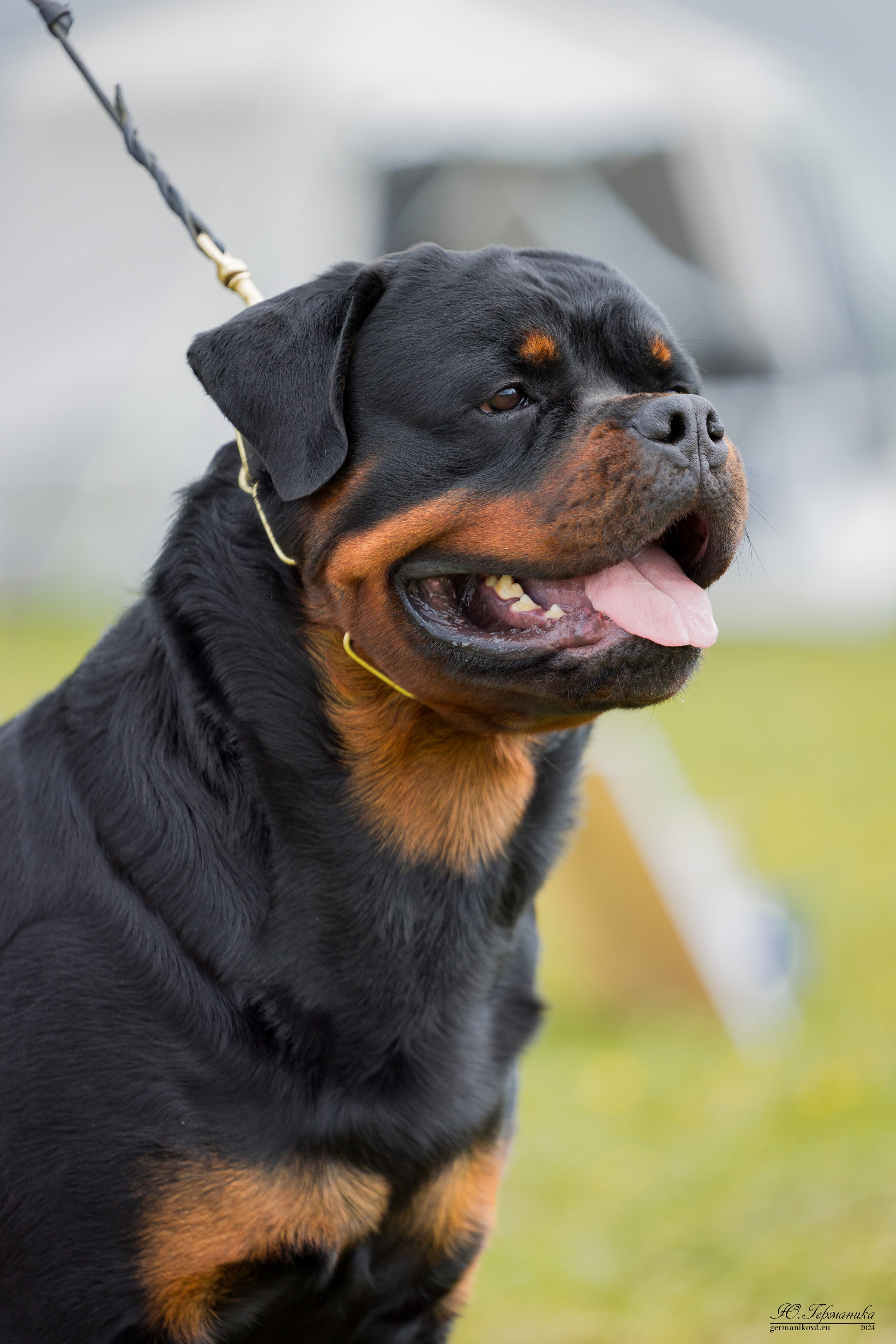 Нижний Новгород 11-12.05.2024 моно ротвейлеров. Фотограф-анималист Юлия Германика
