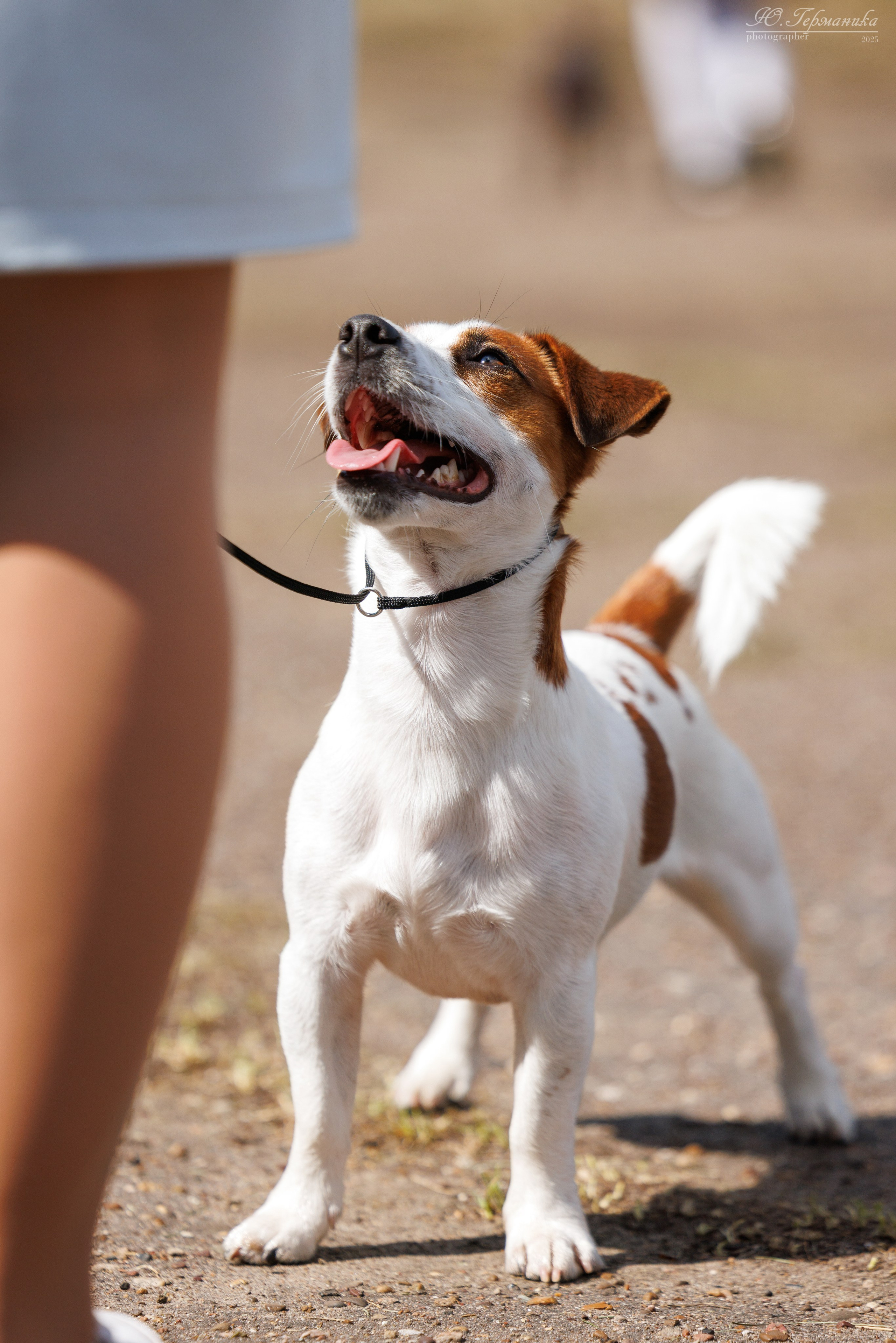 Тверь 10.08.2025. Фотограф-анималист Юлия Германика