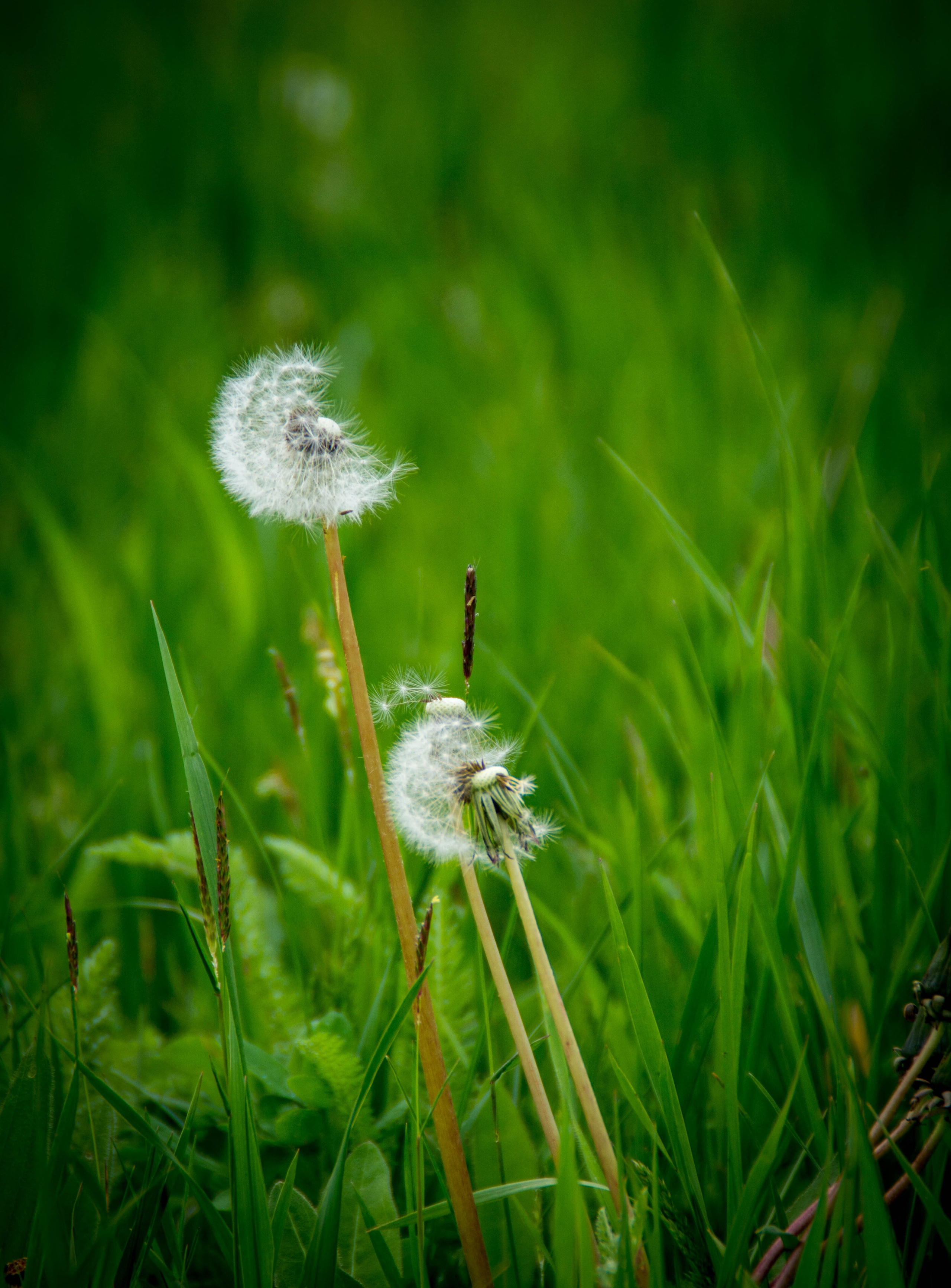 Природа в фотографии, взгляд на прекрасное через объектив фотоаппарата. Елена Волкова семейный фотограф в станице Гостагаевской города-курорта Анапа