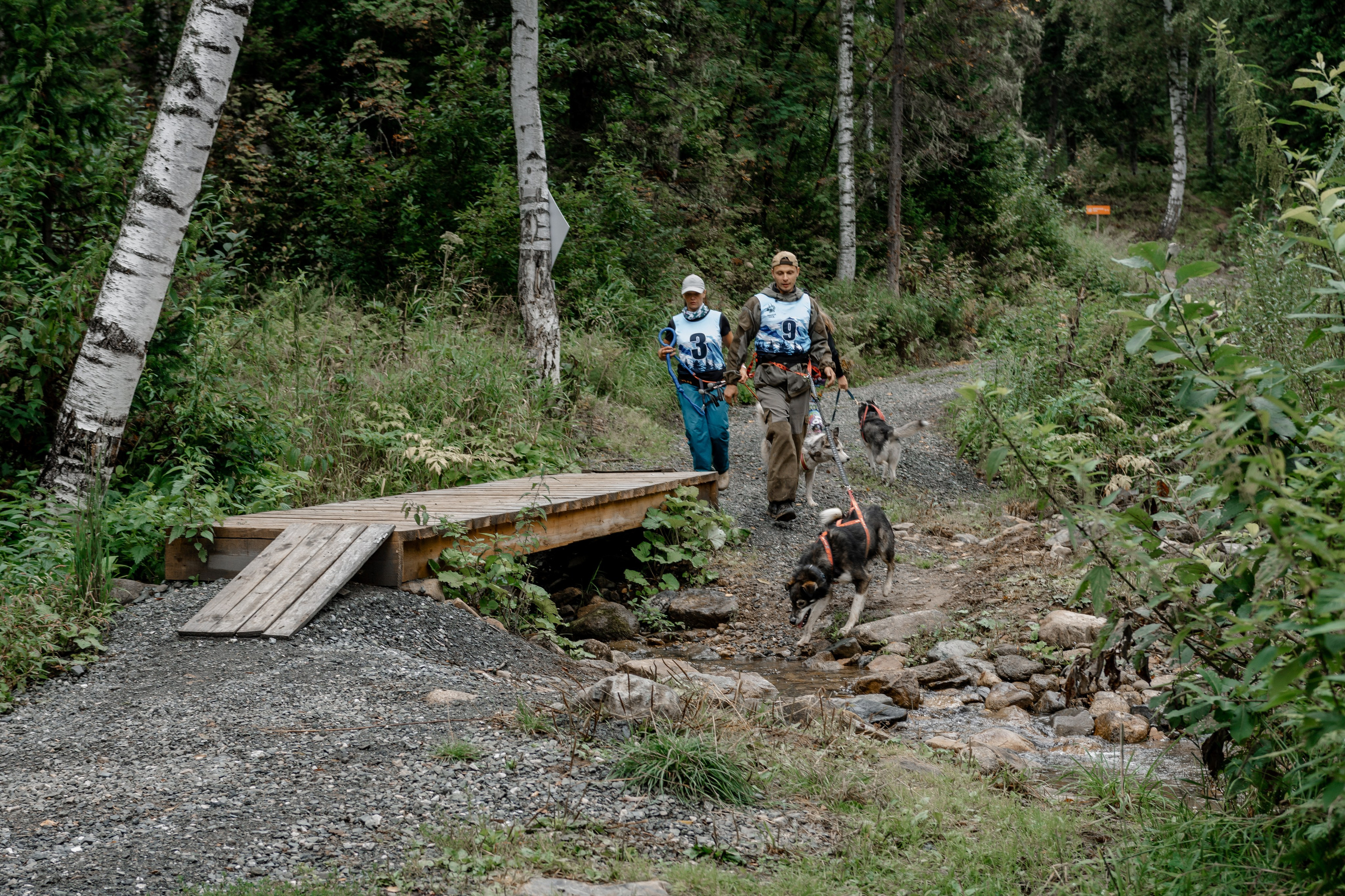 Дог-треккинг