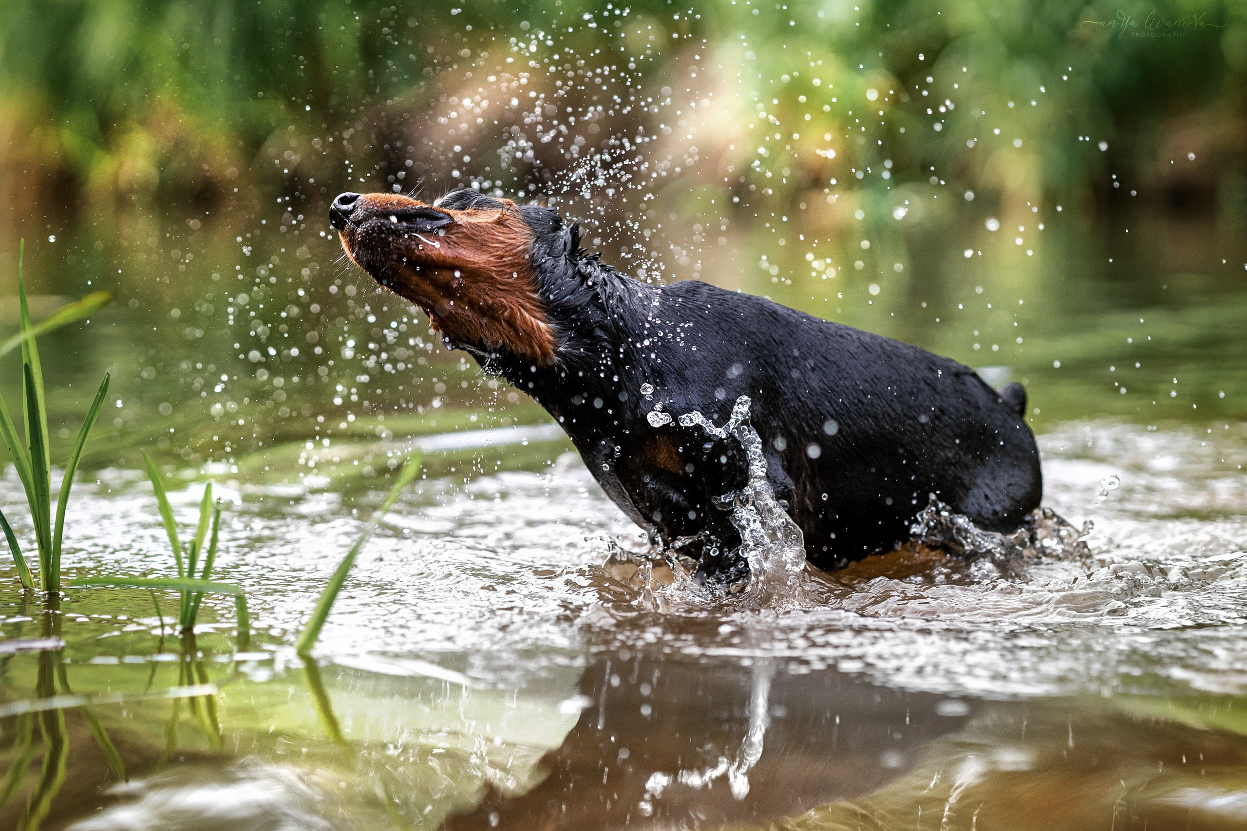 Водопады. Фотограф анималист Аня Ливанова | Рыбинск