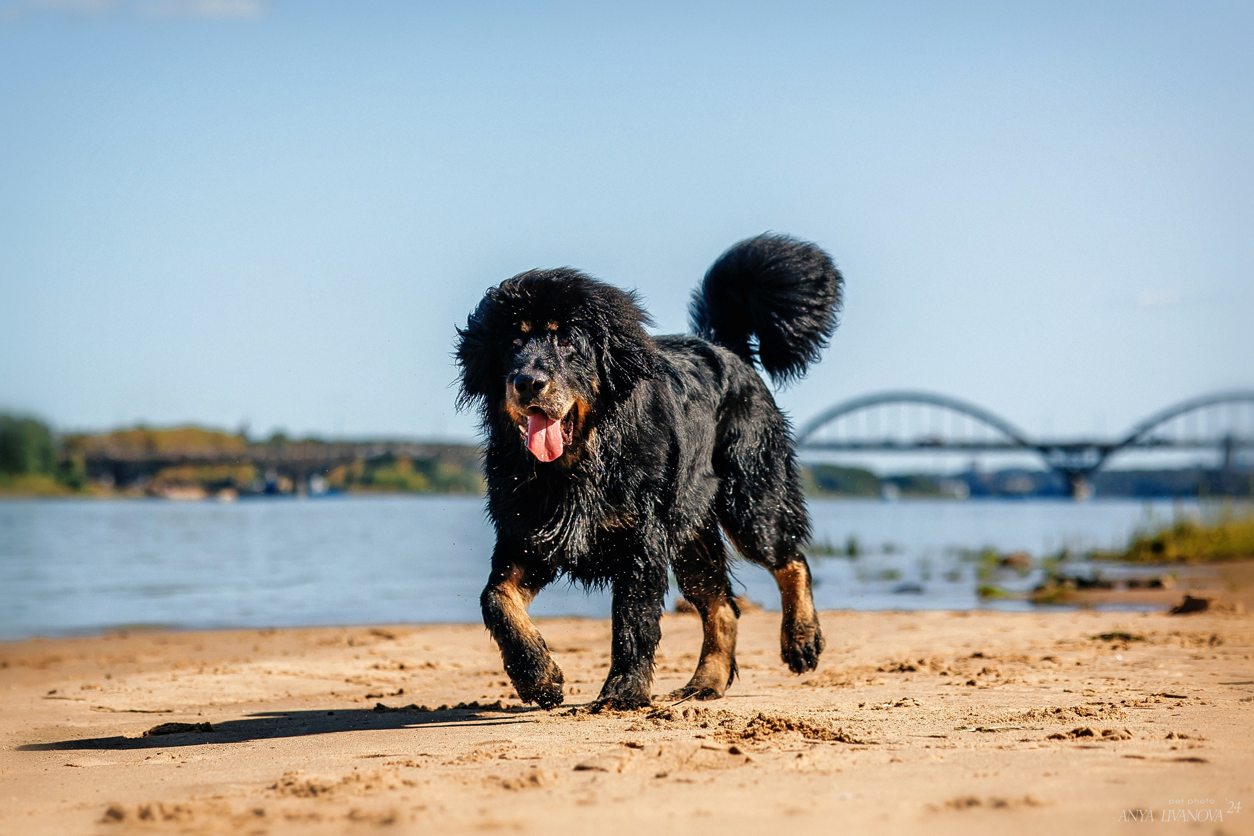 Адмирал. Фотограф анималист Аня Ливанова | Рыбинск