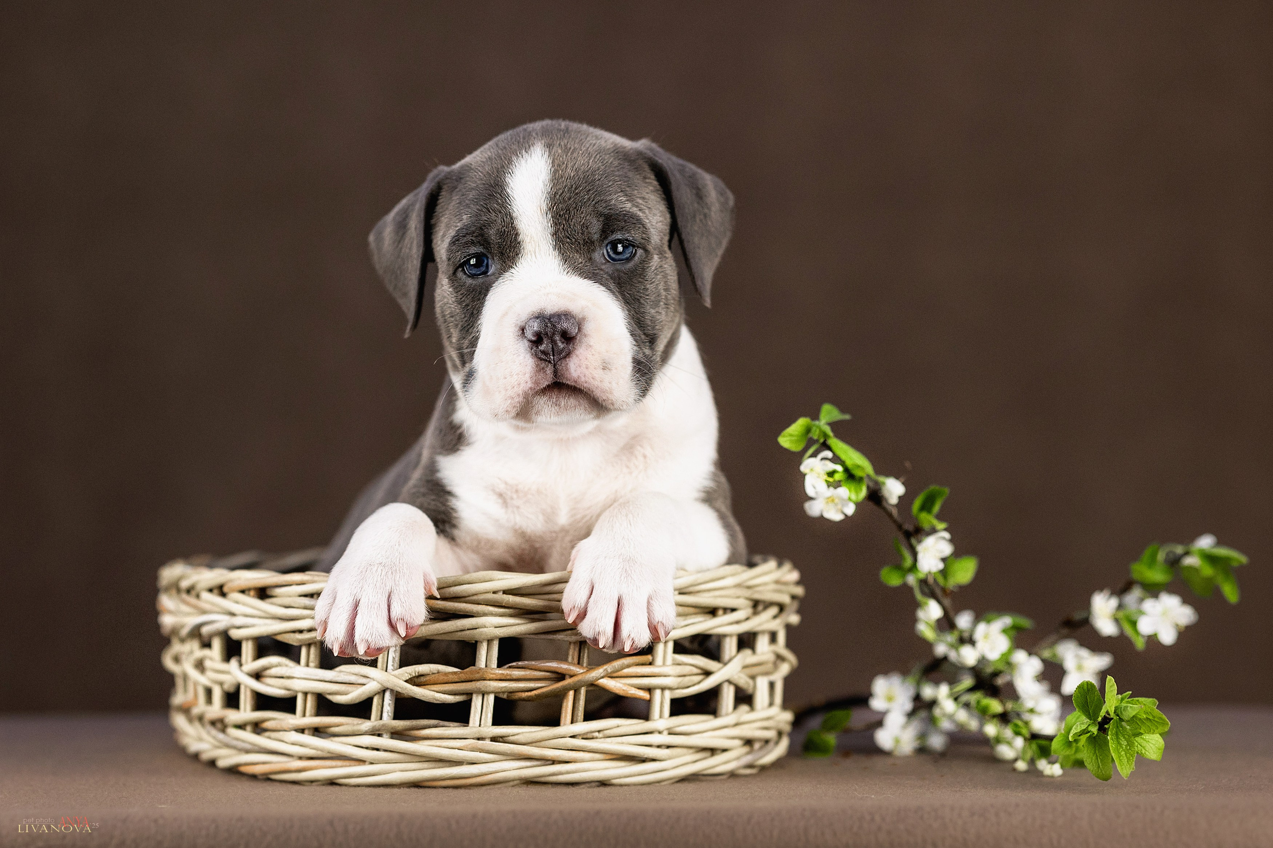 Стаффики. Фотограф анималист Аня Ливанова | Рыбинск