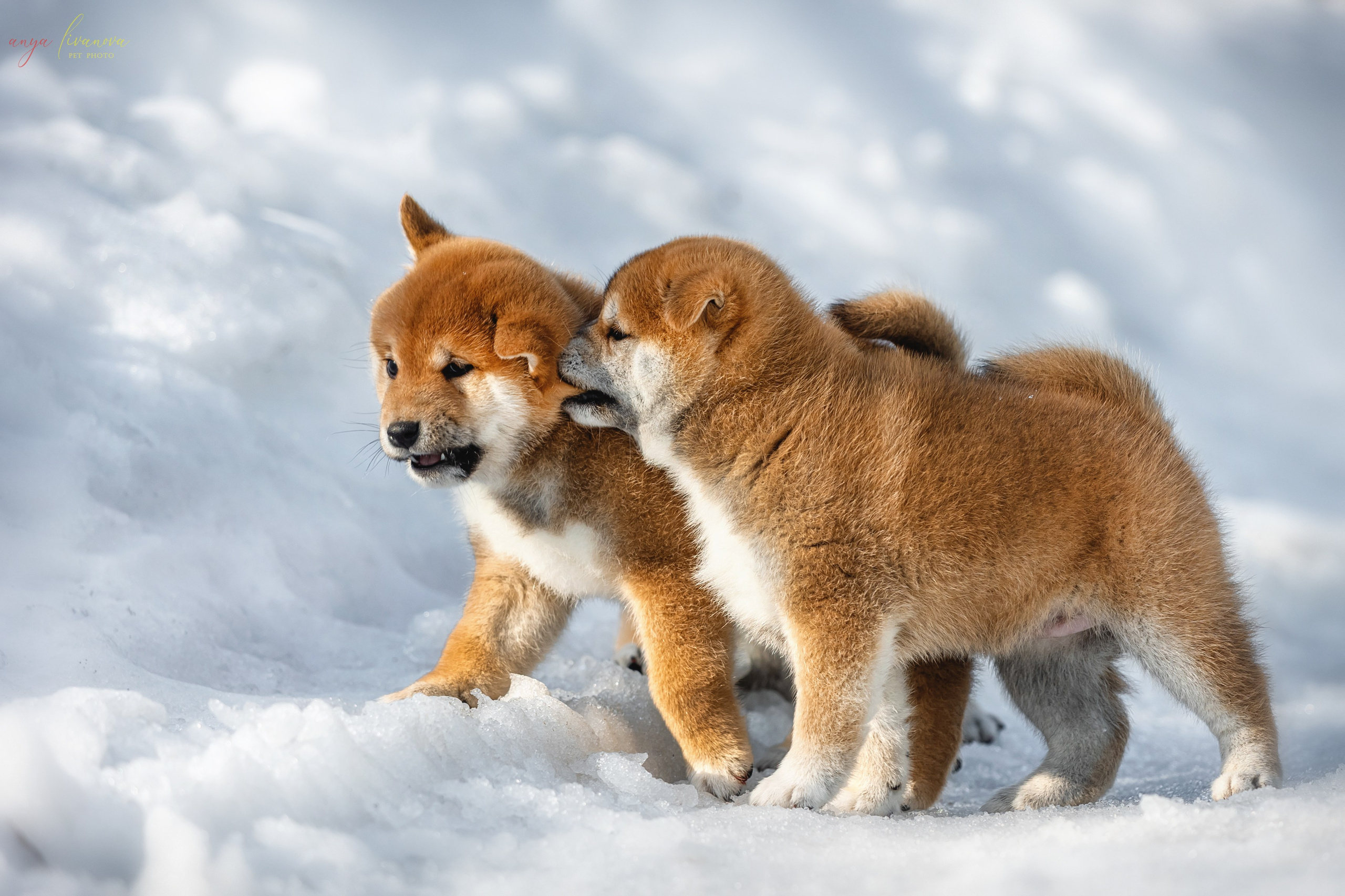Сибы. Фотограф анималист Аня Ливанова | Рыбинск