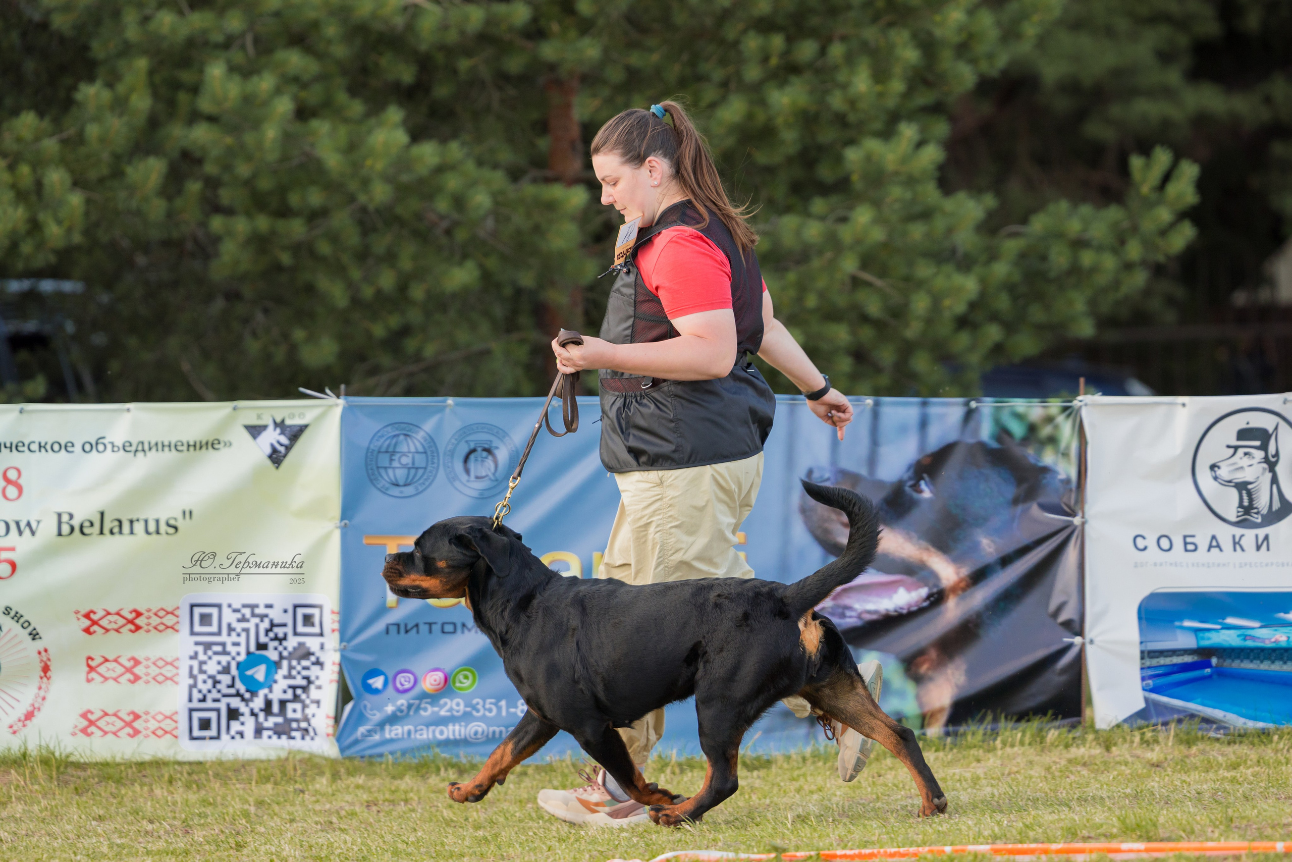 Тверь ротвейлеры 5-6.07.2025. Фотограф-анималист Юлия Германика