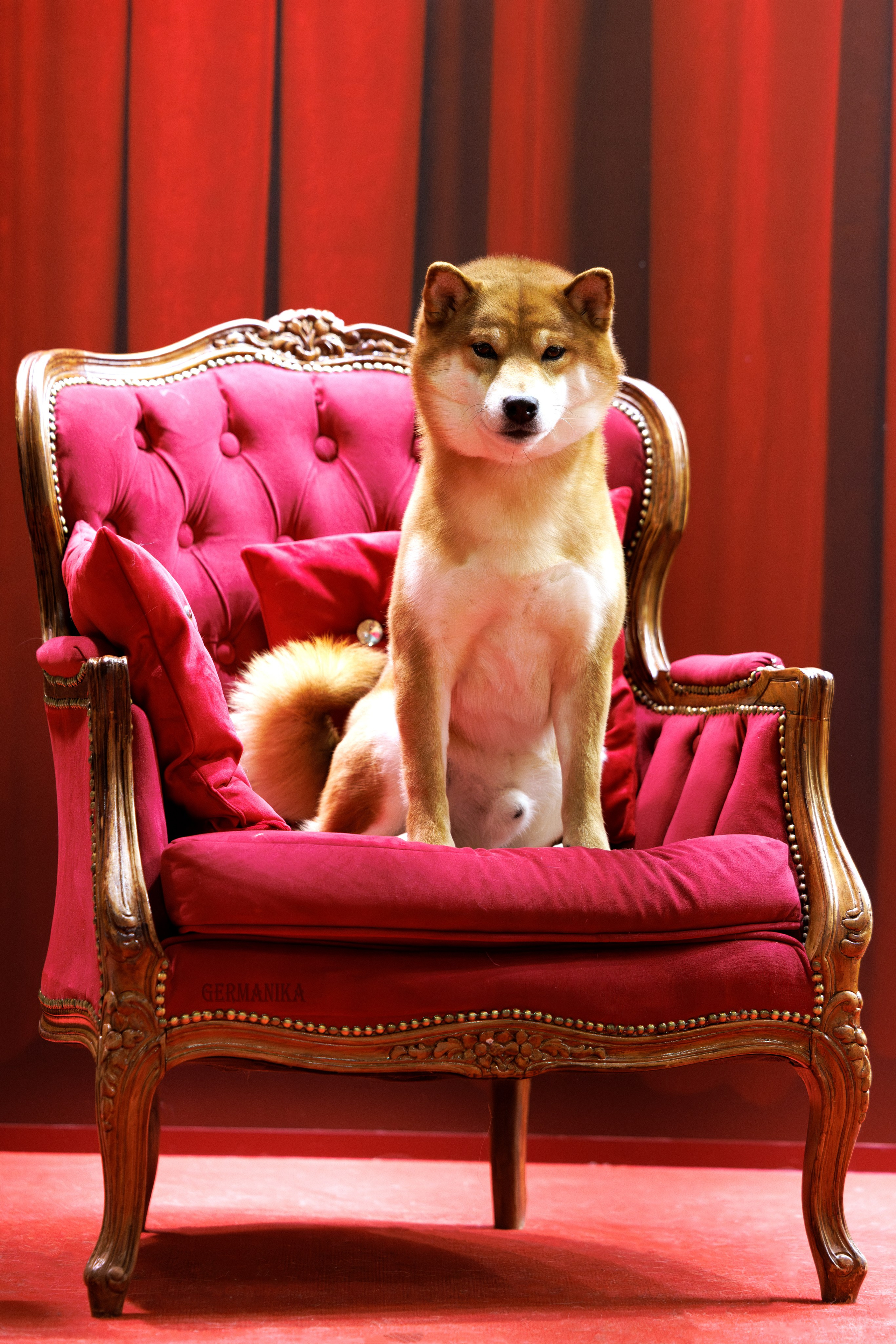 Лучшие Собаки России 17-18.02.2024. Фотограф-анималист Юлия Германика