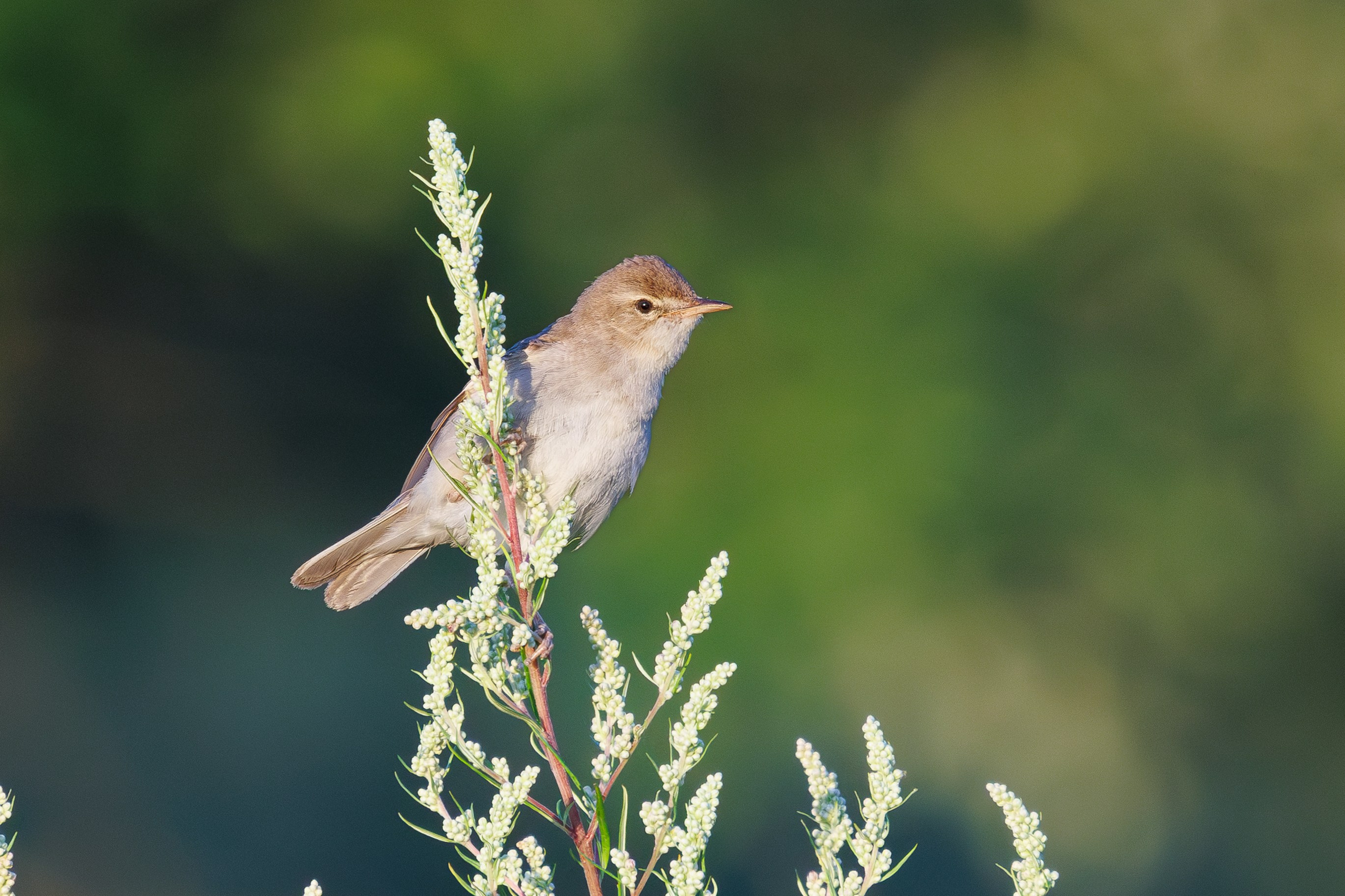 Птицы Москворецкого пойменного заказника. Птицы парков г. Люберцы
