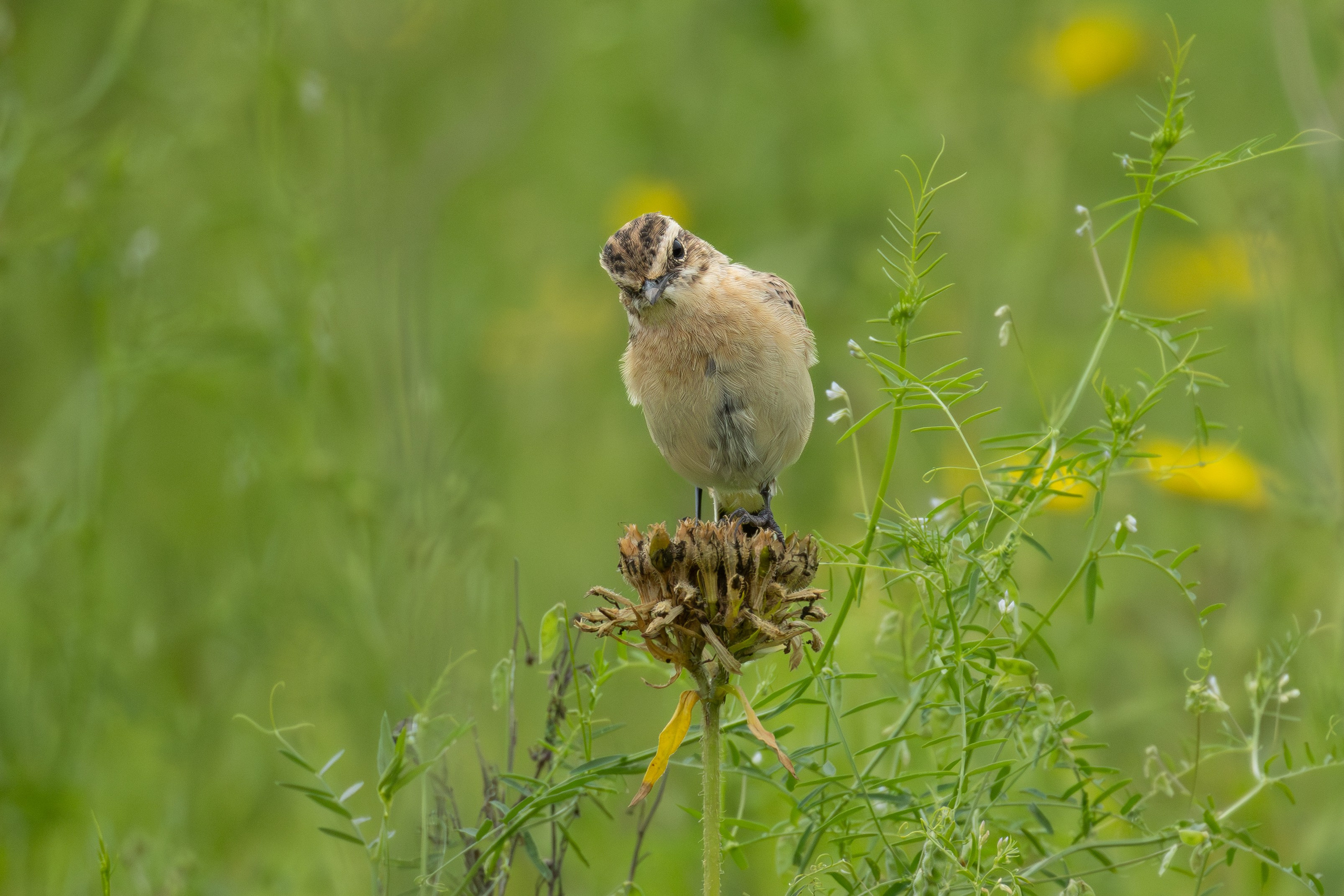 Птицы СНТ «Подлесье». Птицы парков г. Люберцы