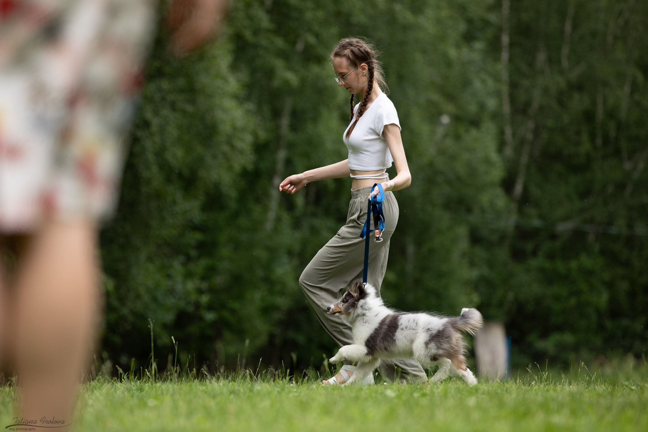 Репортаж с выводки молодняка колли/шелти в Ясенево. Фотограф-анималист в Москве и Московской области Татьяна Фролова