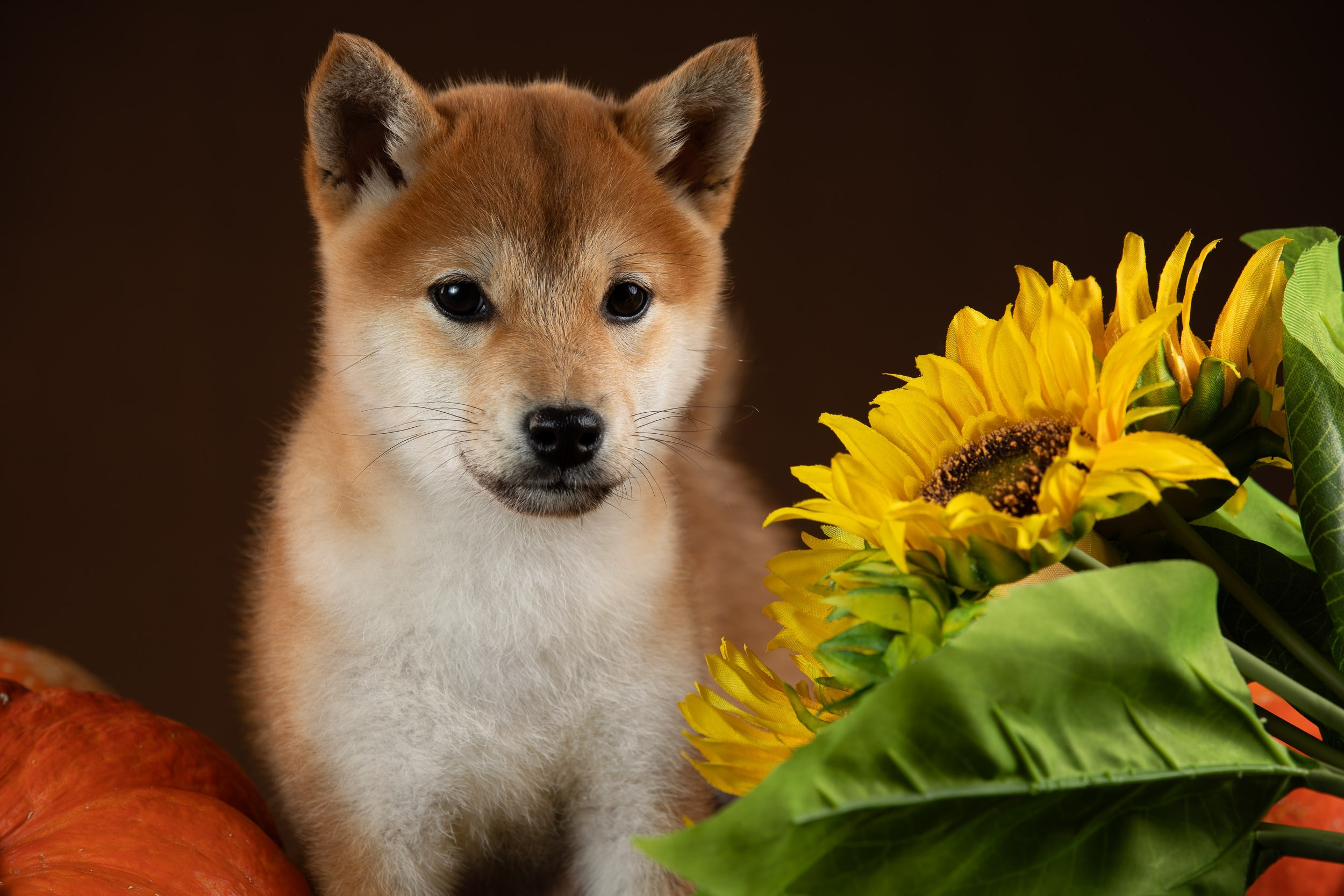 Съемка щенков на продажу с искусственным светом. Фотограф-анималист в Москве и Московской области Татьяна Фролова
