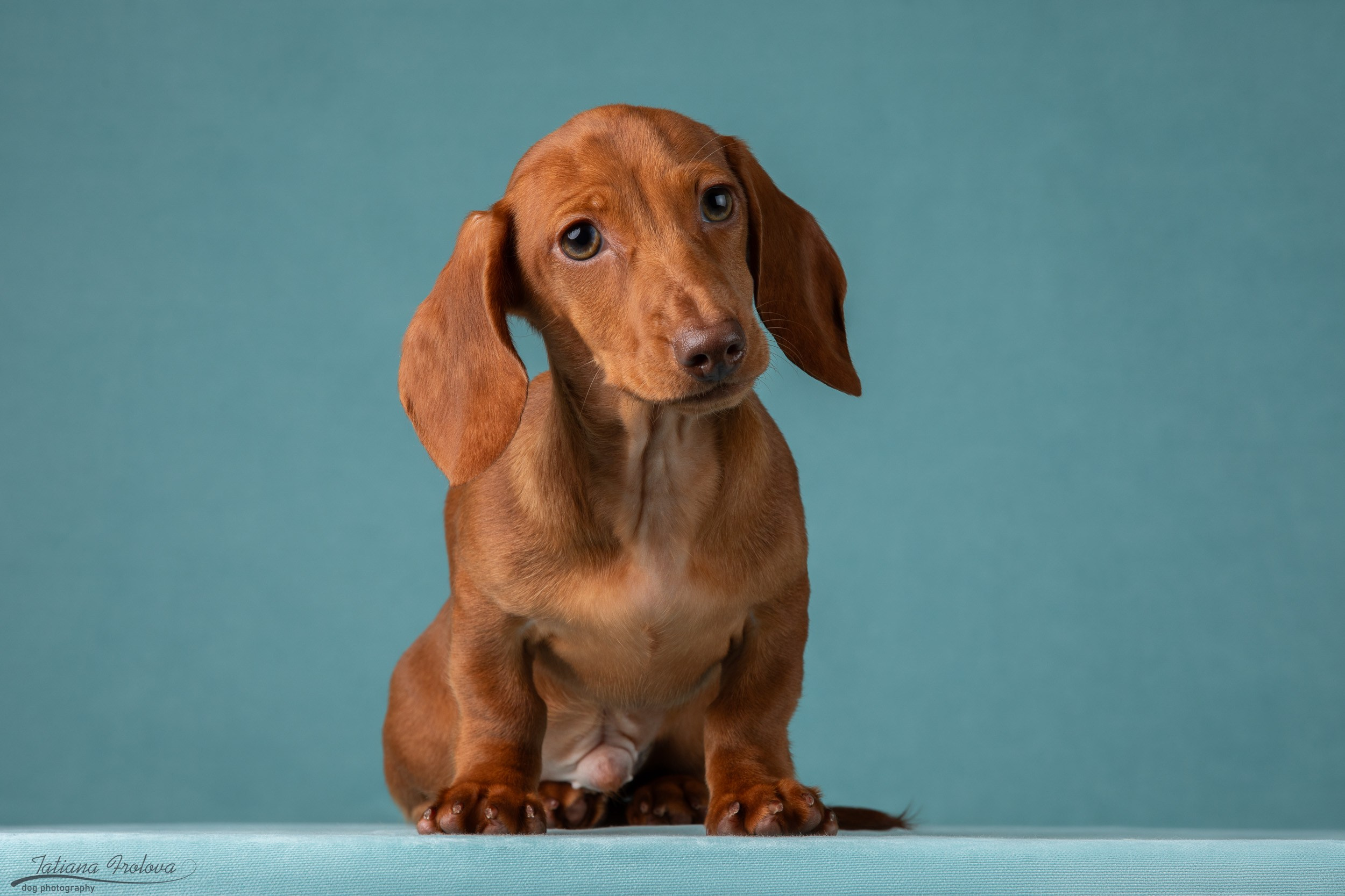 Съемка щенков таксы в минималистичном стиле. Фотограф-анималист в Москве и Московской области Татьяна Фролова