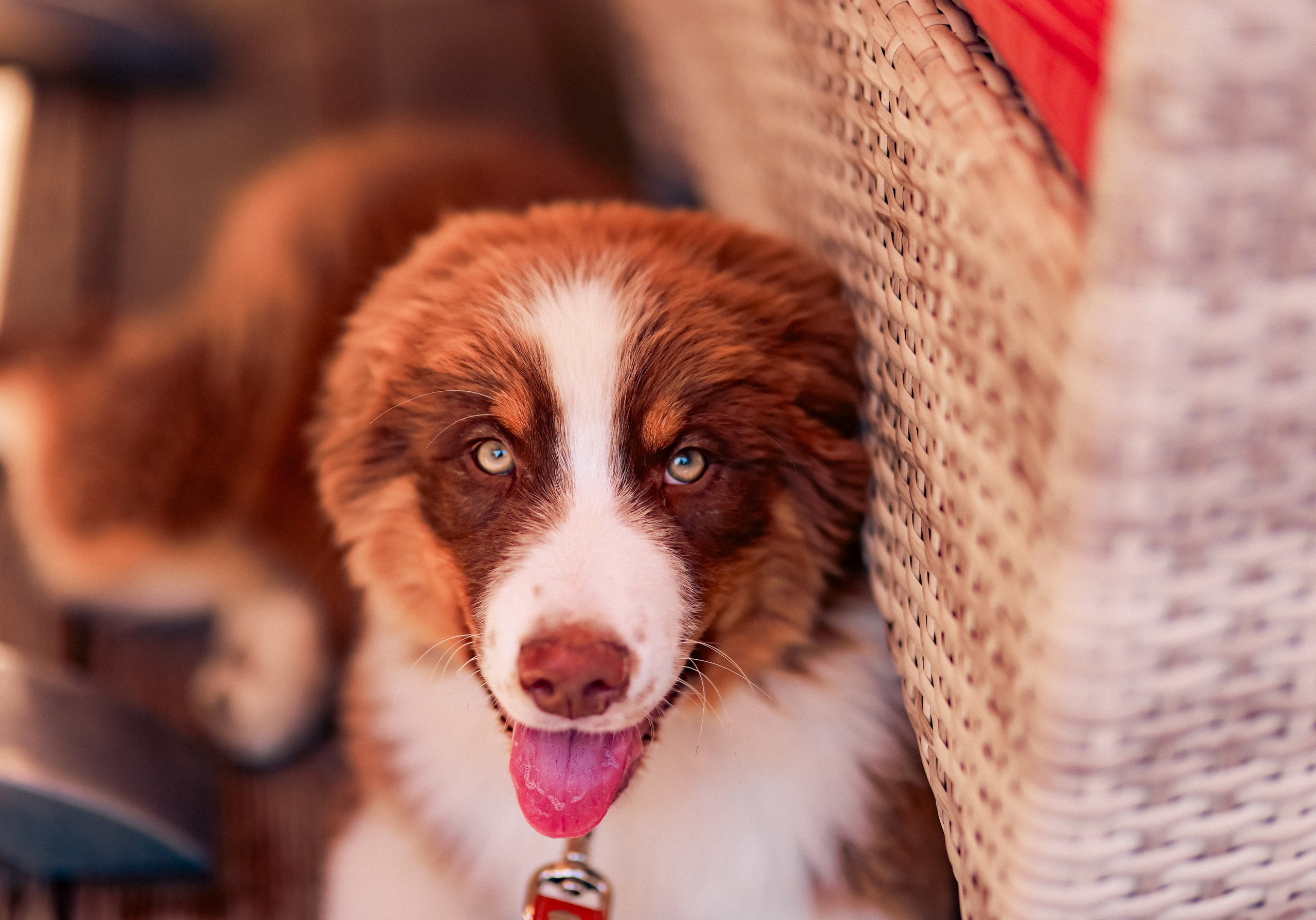 Аусси 1. Фотограф репортажей и стритфотосессий в Москве Людмила Смирнова