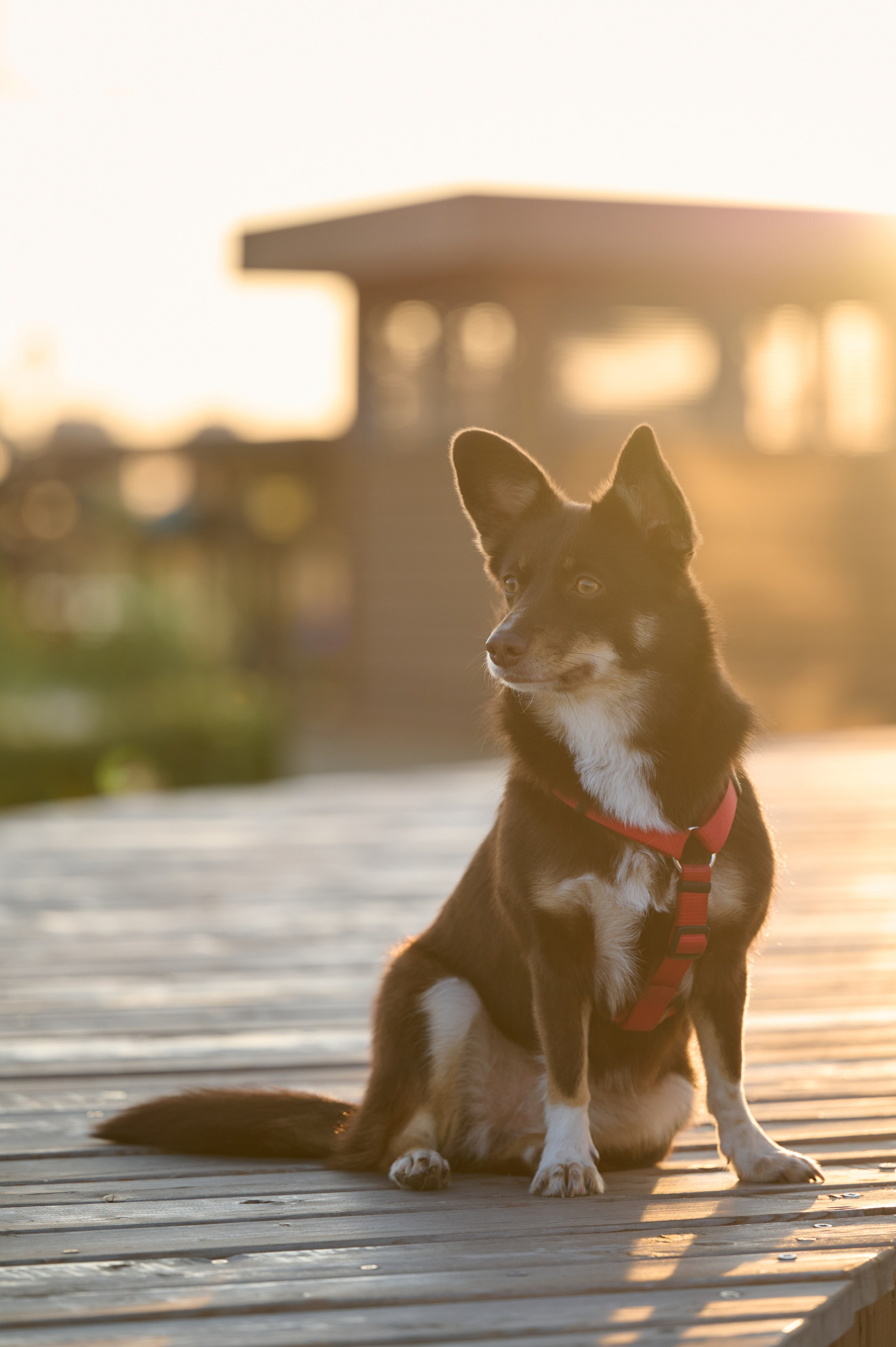 Ренита и Егор с Фокси и Пени. Фотограф анималист в Казани Алина Сулейманова. Фотограф животных
