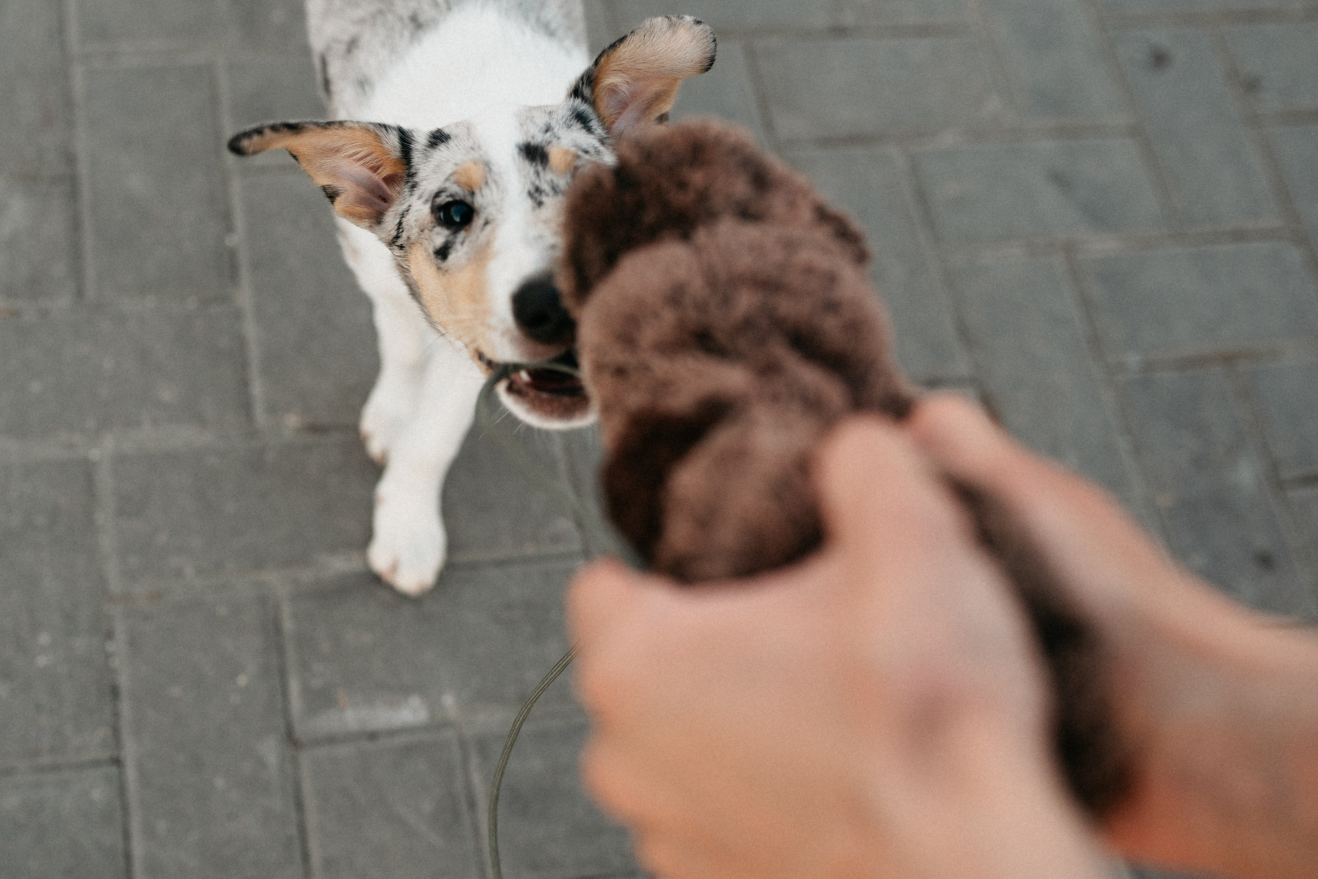 Таня и её пушистые друзья. Фотограф анималист в Москве Ольга Агушева