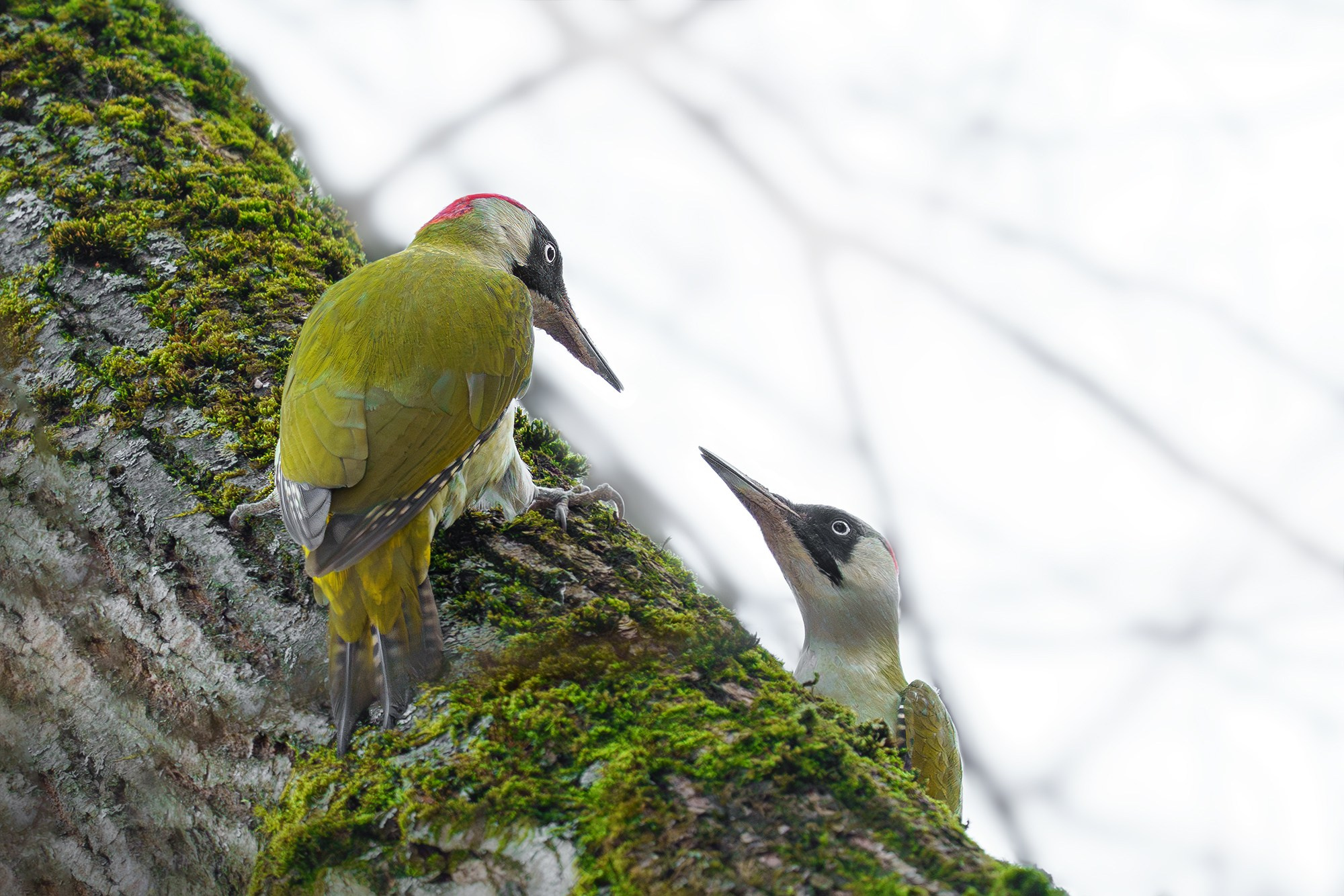 Удивительные мир птиц. Вокруг нас столько прекрасного — присмотритесь!. Ваш личный фотограф Марина Волкова