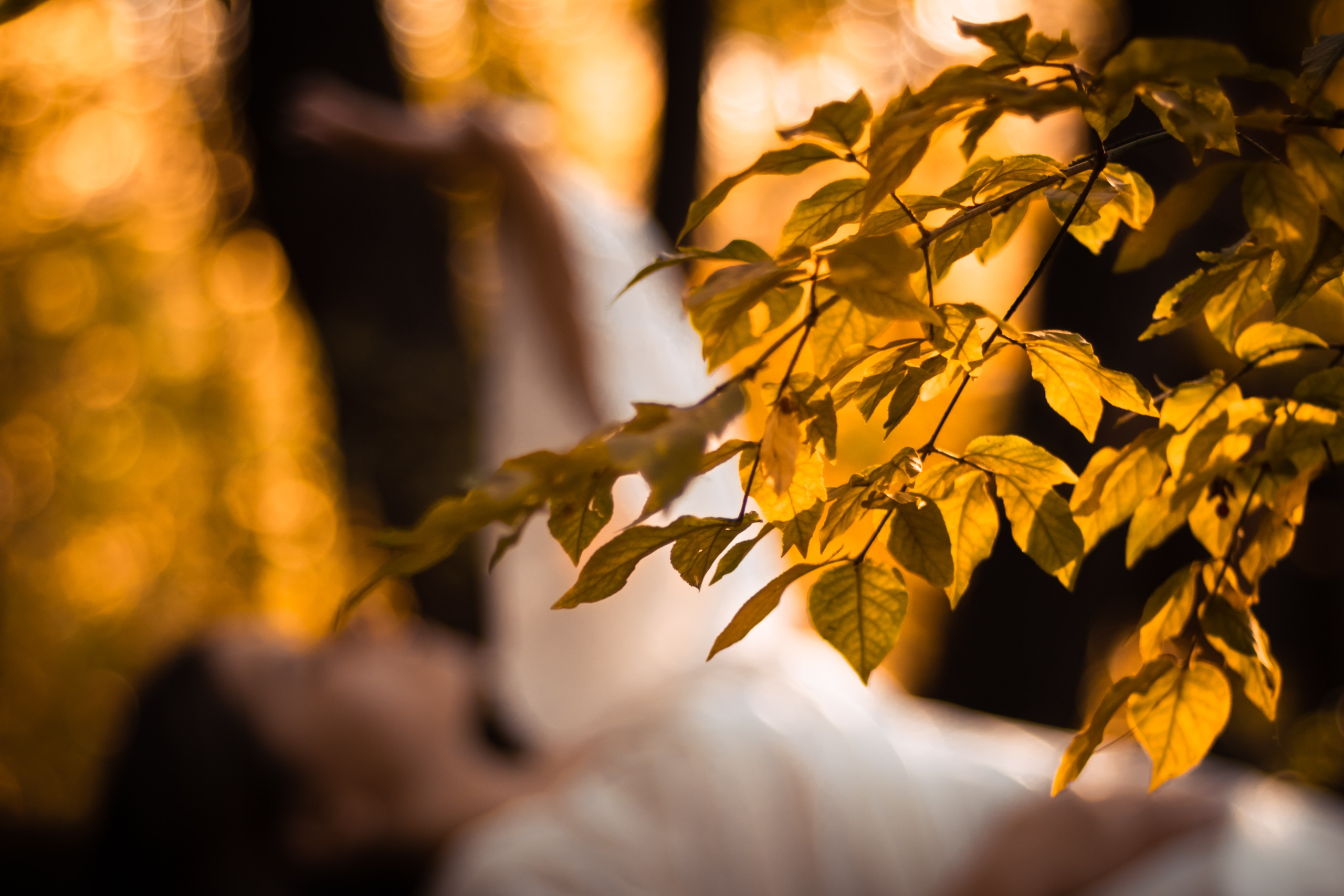 Единение с осенью. Маслухин Дмитрий — Ваш Фотограф