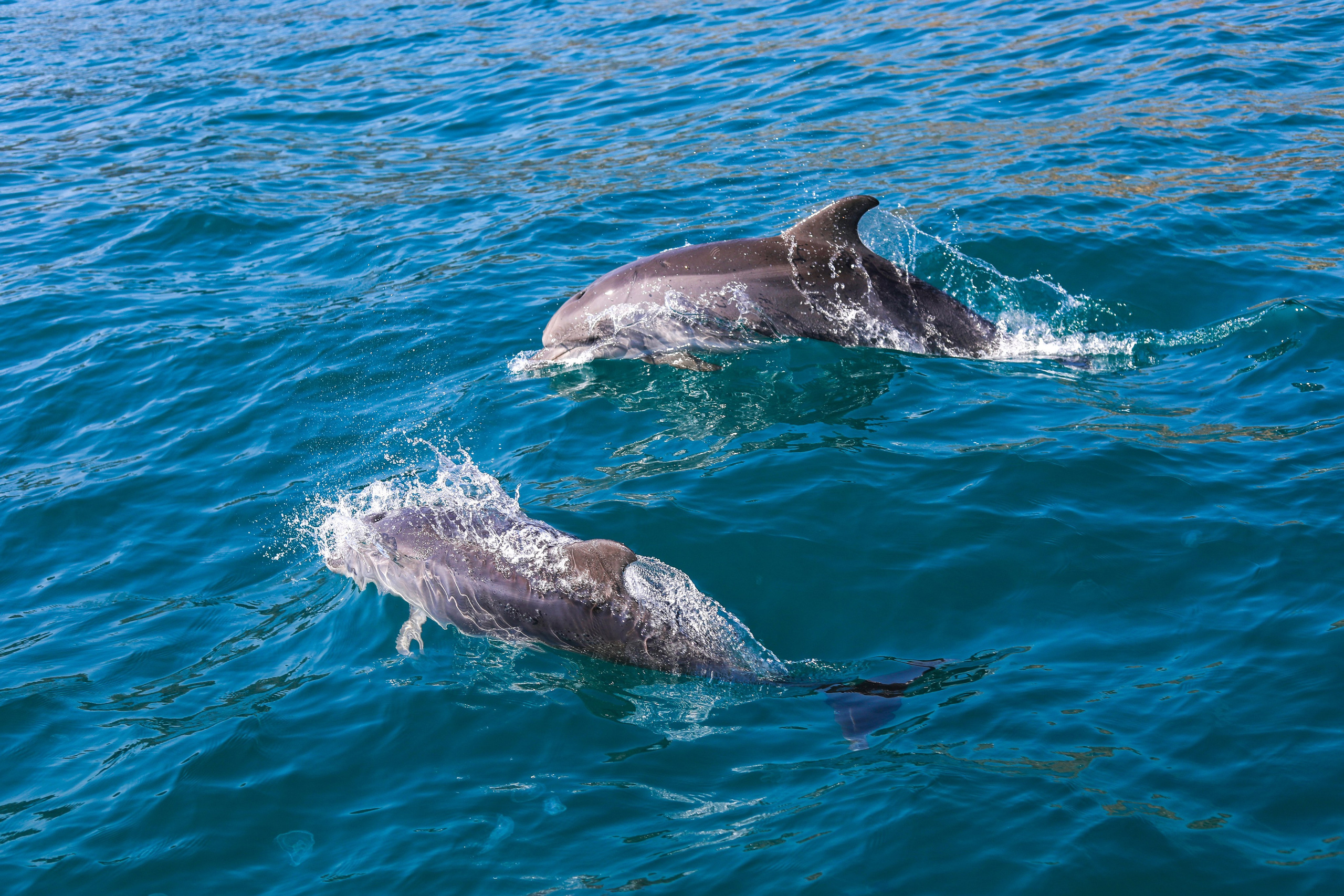 Фотограф Севастополь/Крым Светлана Евтушенко