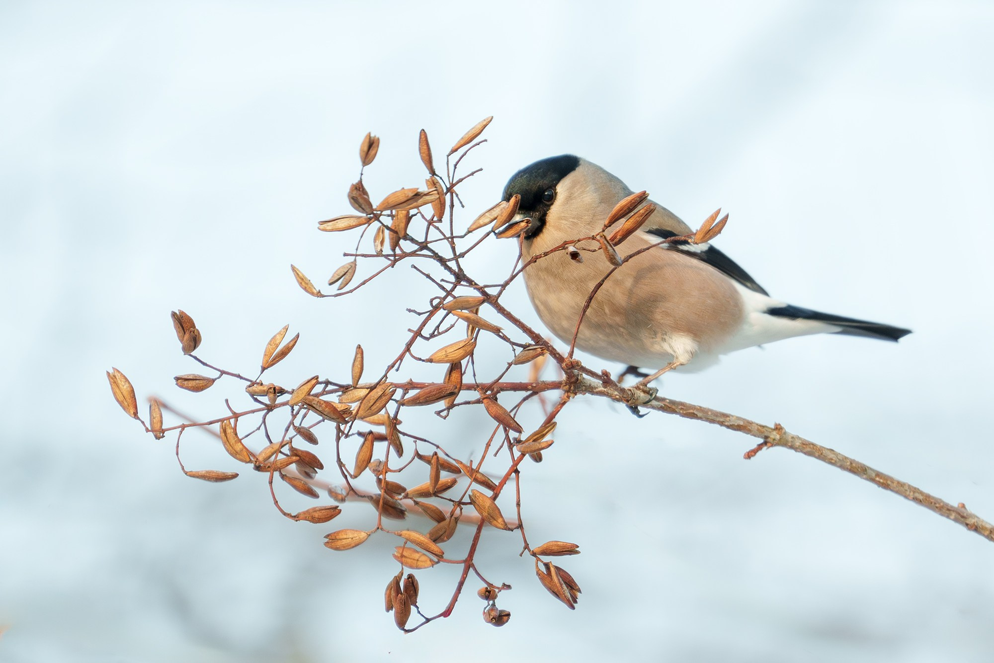 Удивительные мир птиц. Вокруг нас столько прекрасного — присмотритесь!. Ваш личный фотограф Марина Волкова
