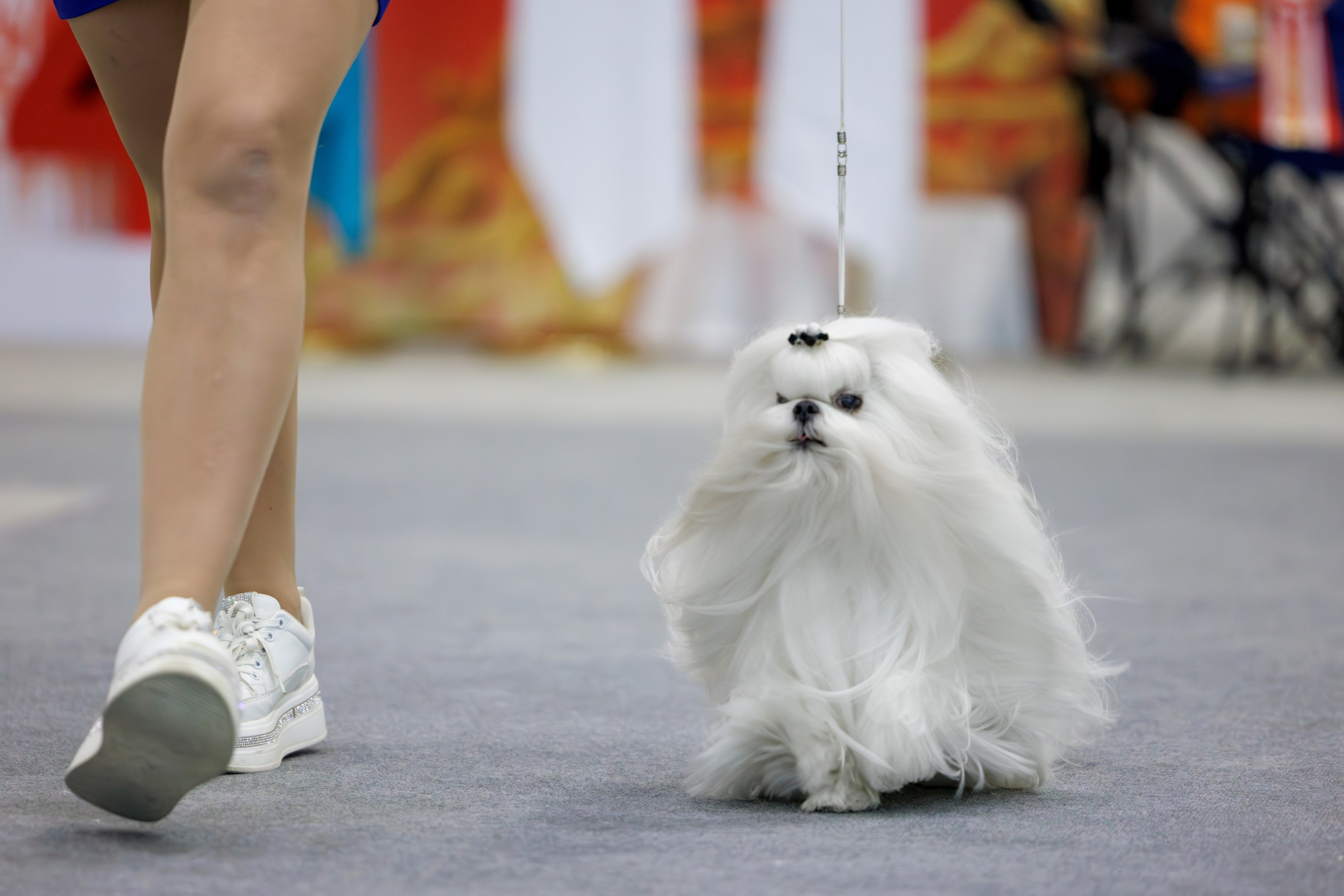 Астана 2хCACIB 3-4.05.2025. Фотограф-анималист Юлия Германика